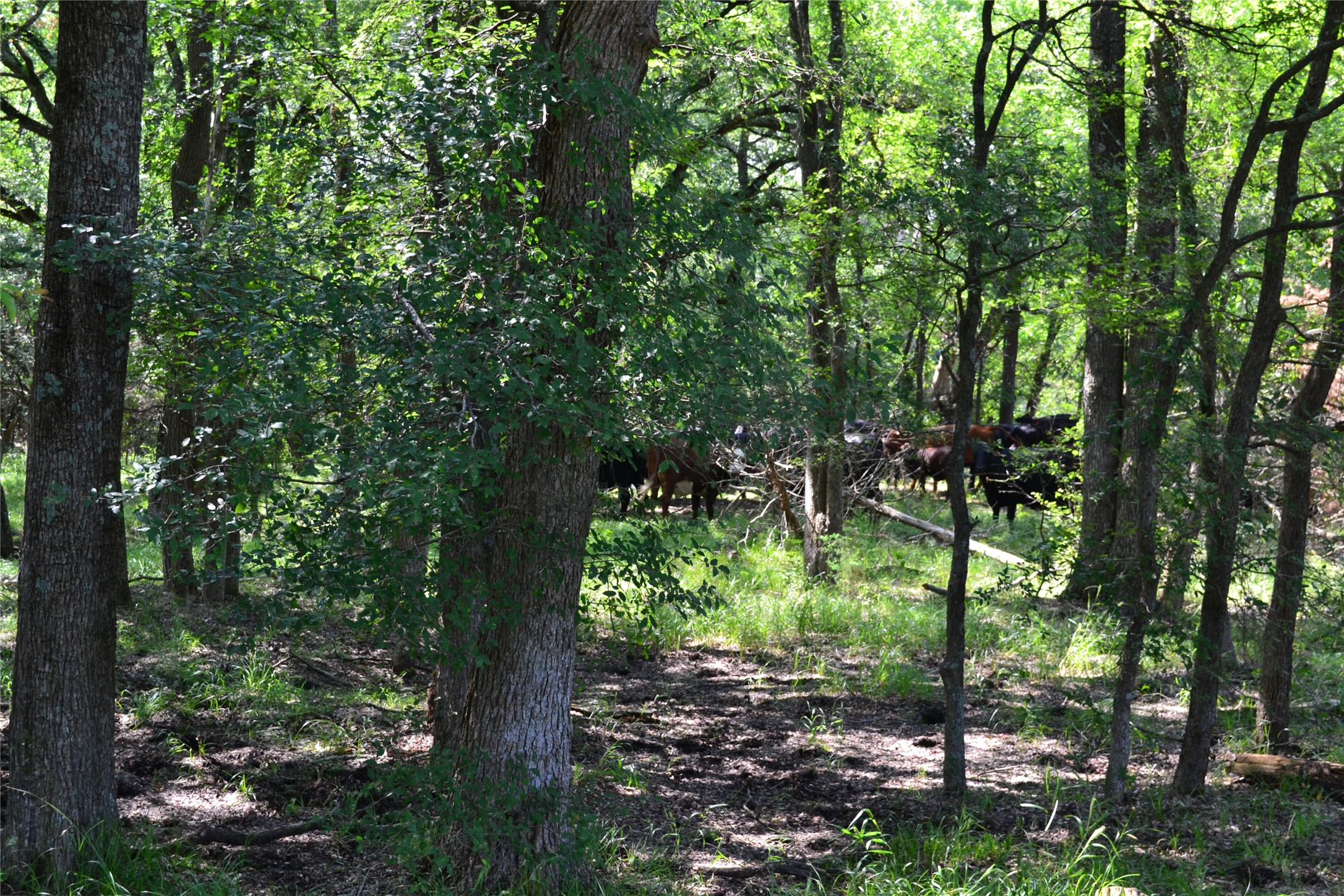 TBD County Rd 2244 Road, Quinlan, TX, 75474