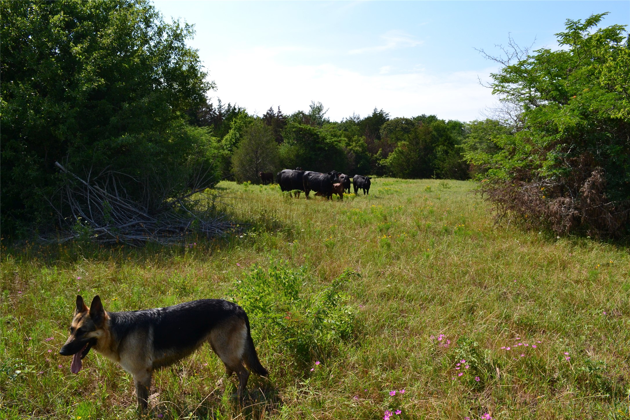 TBD County Rd 2244 Road, Quinlan, TX, 75474