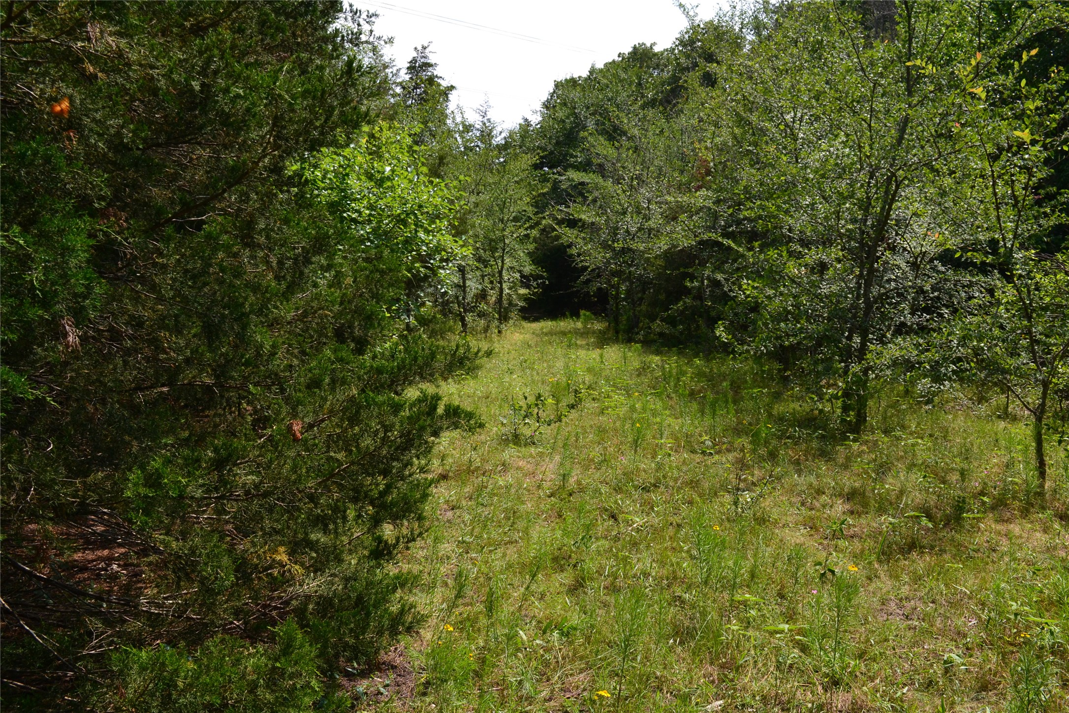 Property photo 04 of TRACT 1 TBD County Road 2244 Road, Quinlan, TX 75474 | MLS #20142452