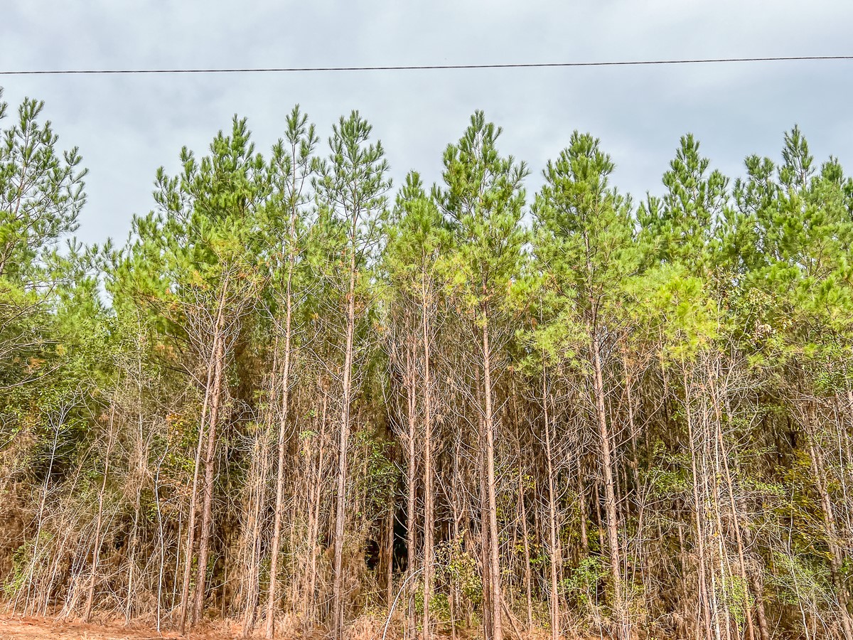 Property photo 03 of 06 S CR 2305, Cleveland, TX 77327 | MLS #20237462