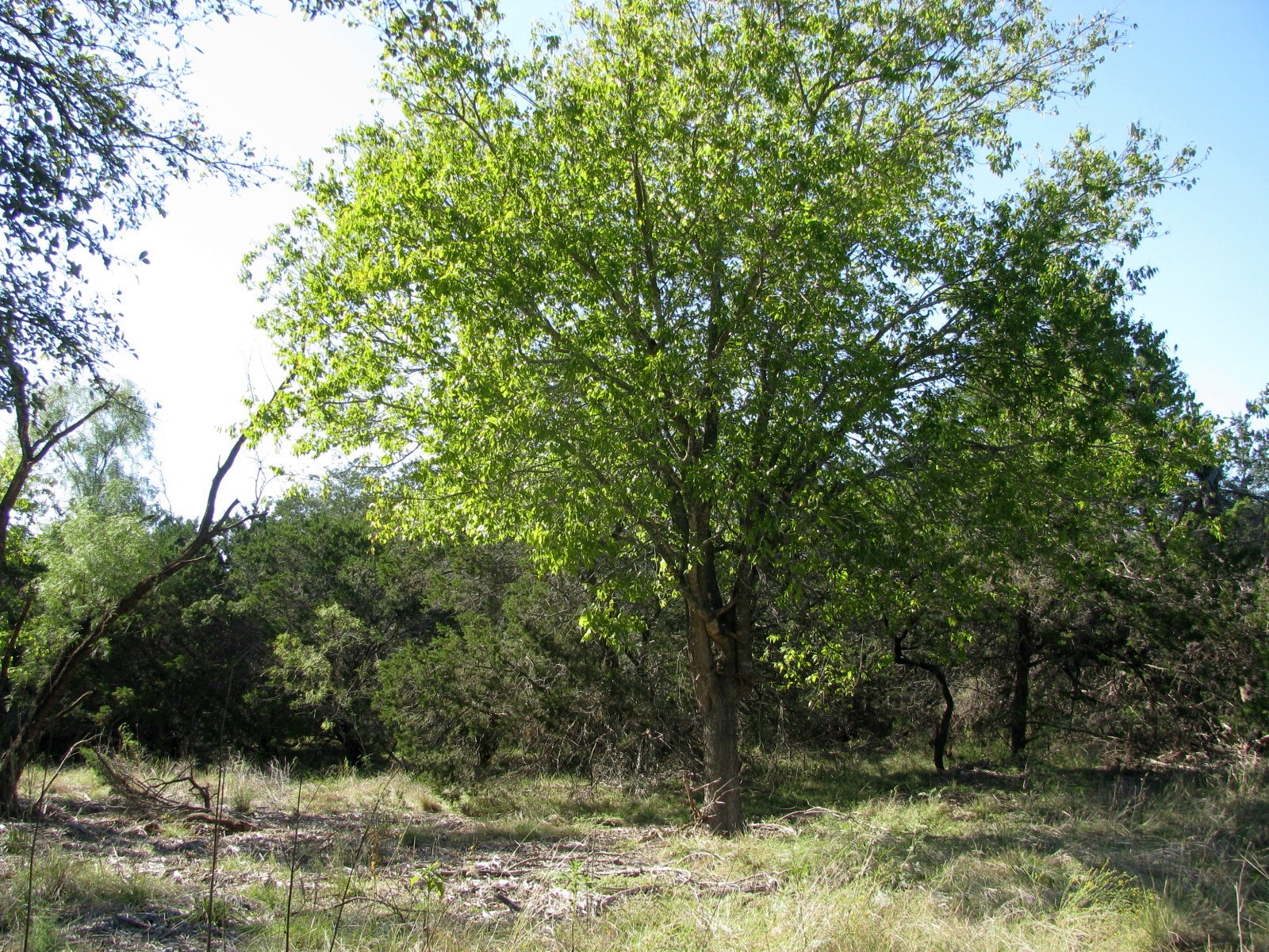 Property photo 02 of TBD PR 42112, Evant, TX 76525 | MLS #20469729