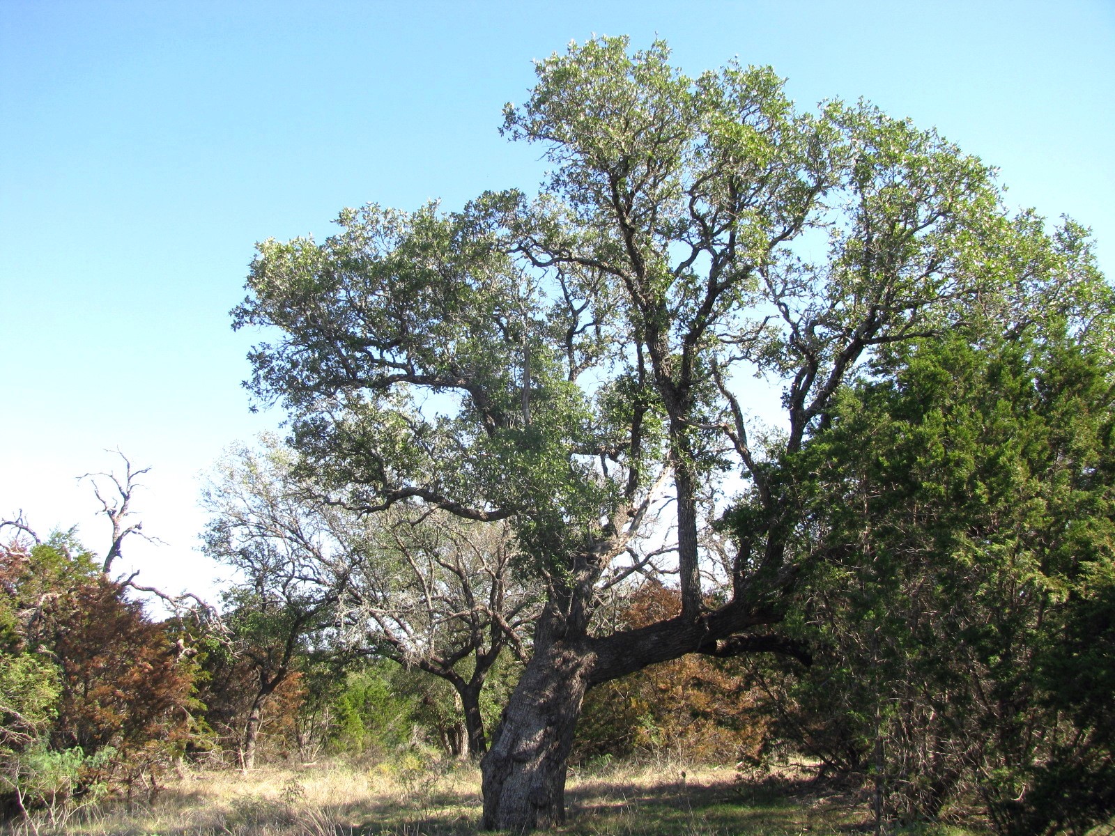 Property photo 04 of TBD PR 42112, Evant, TX 76525 | MLS #20469729
