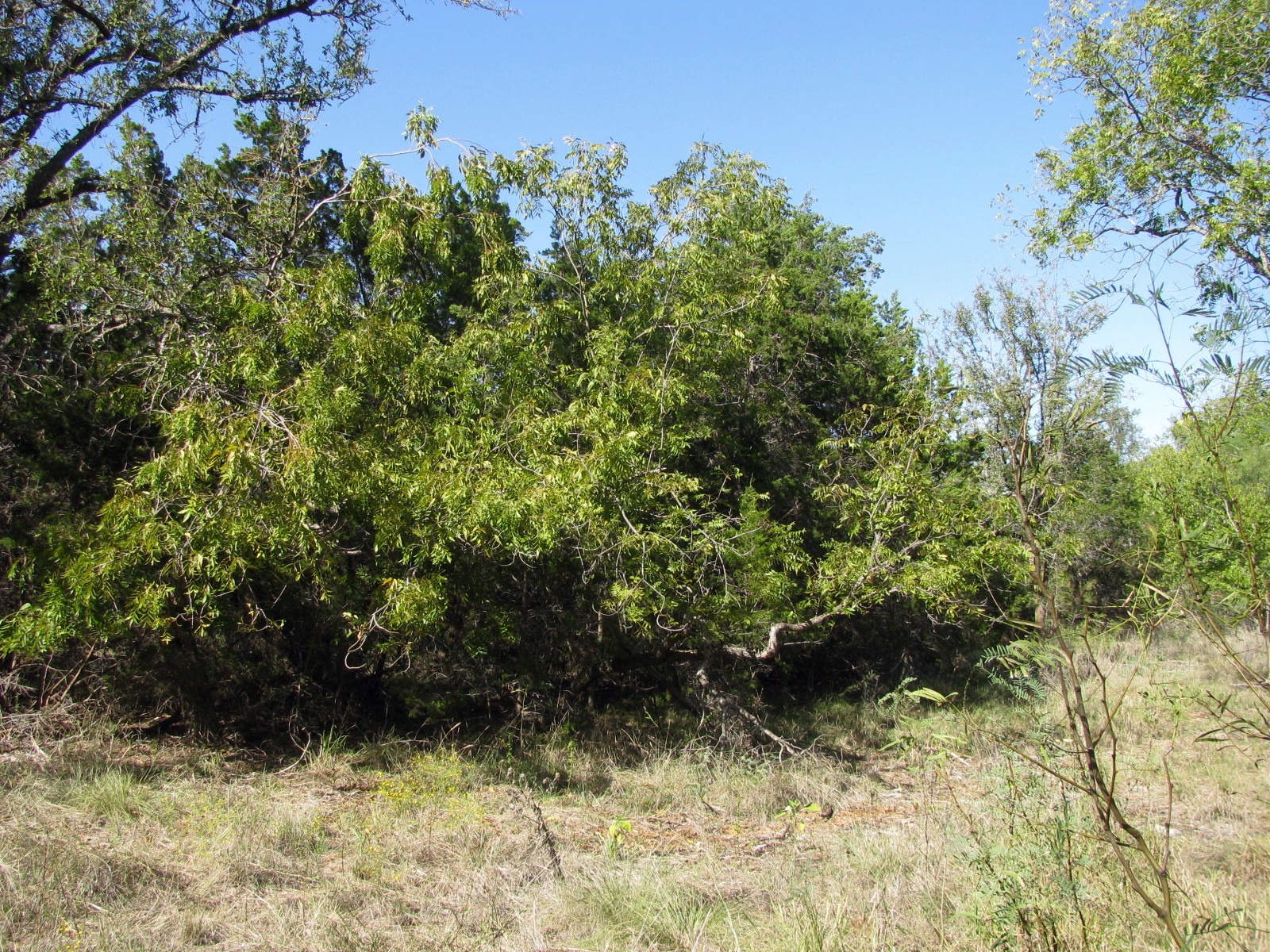 TBD PR 42112, Evant, TX, 76525