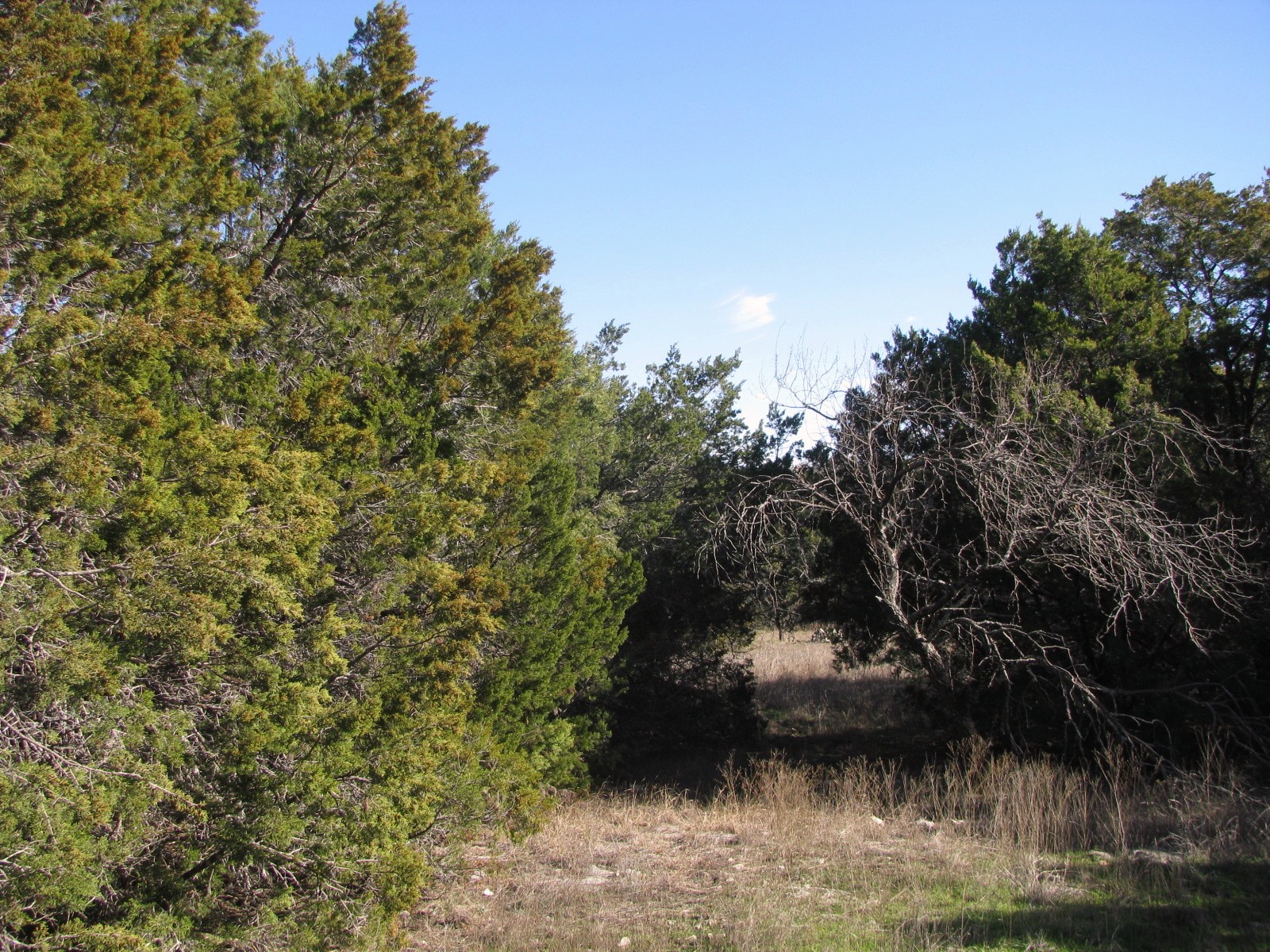 Property photo 04 of Lot 3 Ph 6 County Road 421, Evant, TX 76525 | MLS #20515879
