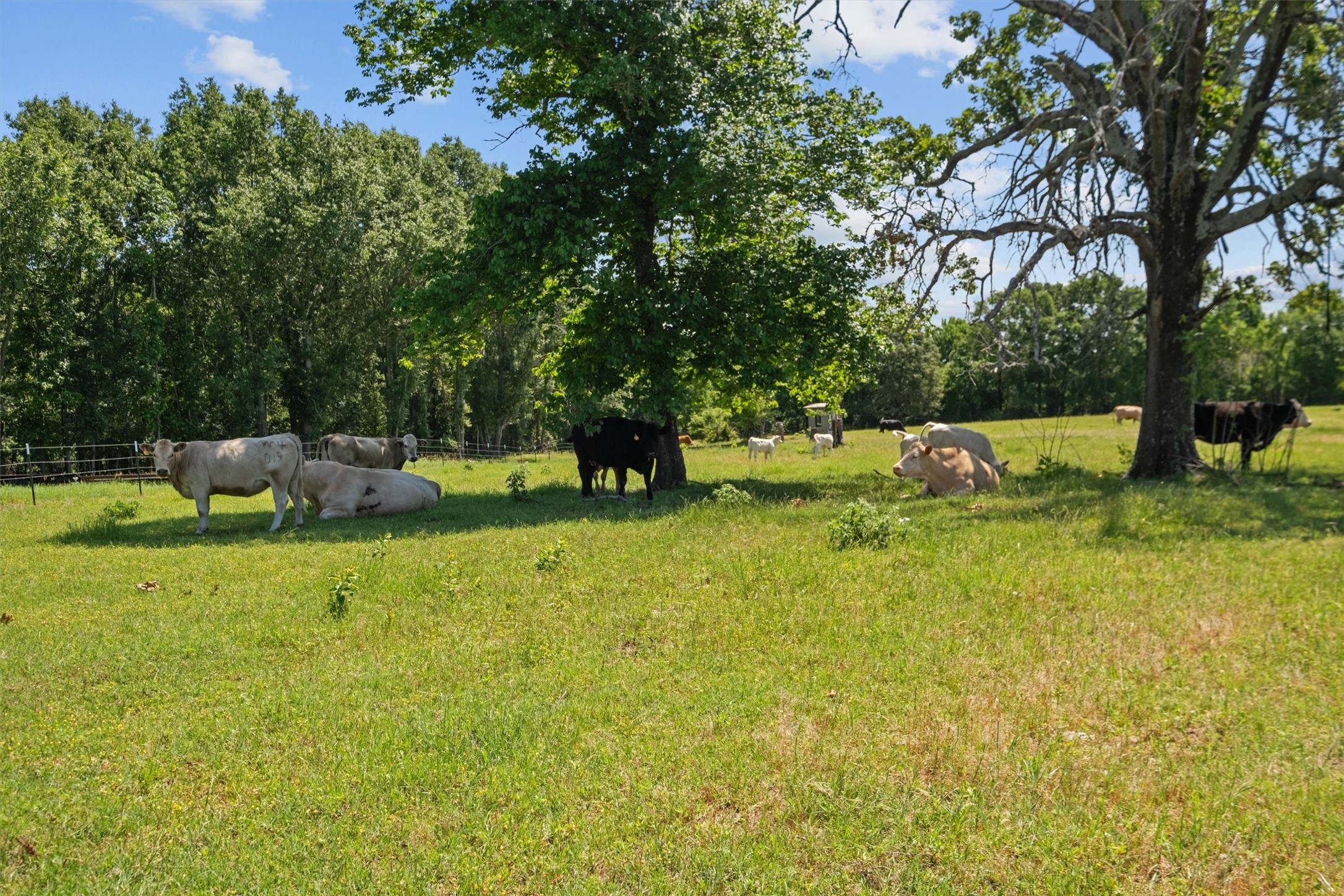 Property photo 03 of 7211 - D County Road 235, Tyler, TX 75707 | MLS #20607942