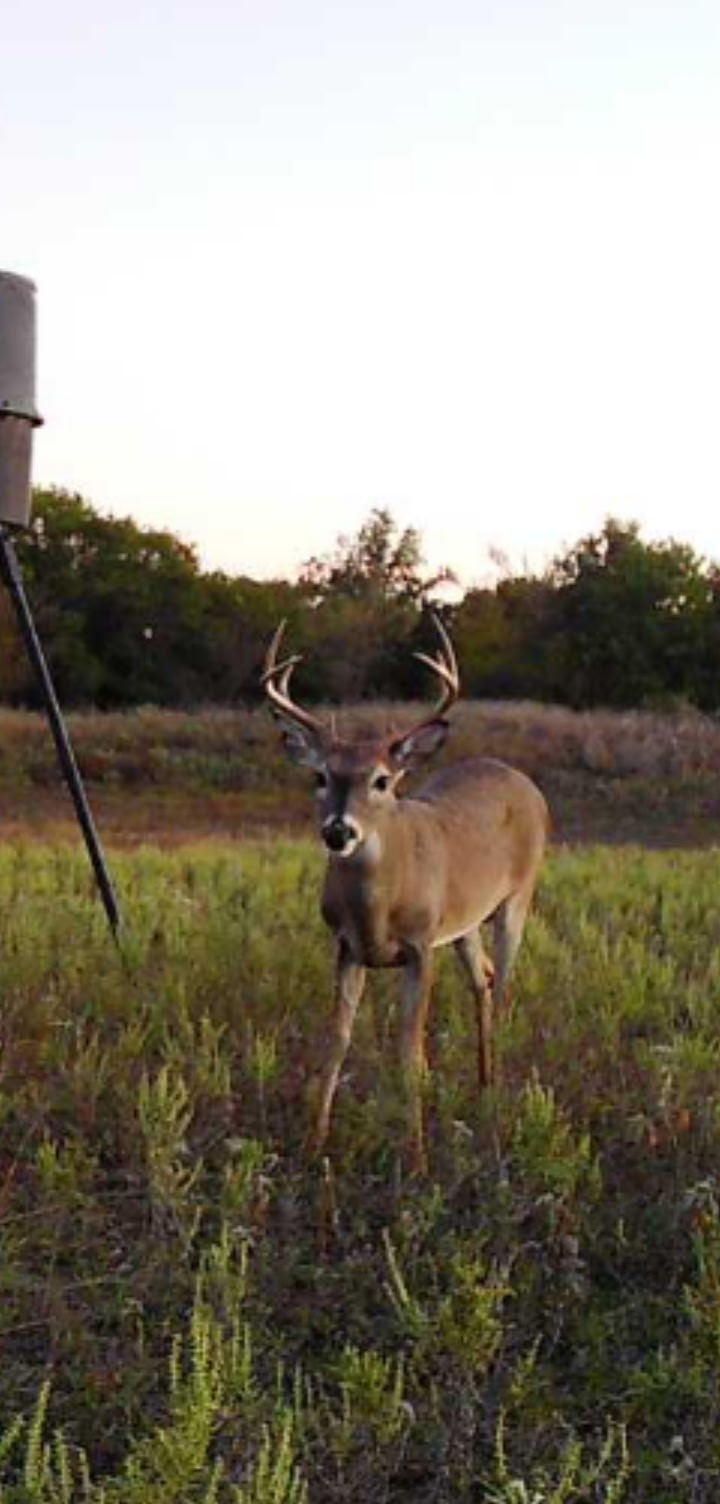 1800 County Road 479, Gorman, TX, 76454