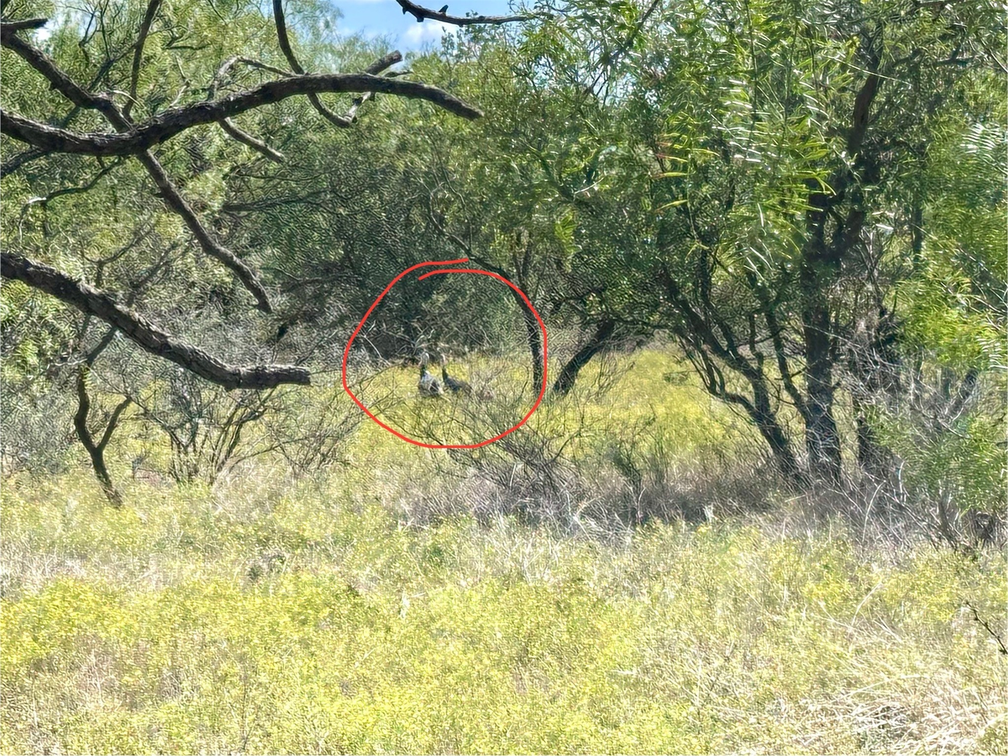 TBD TBA Cnty Road 100, Abilene, TX, 79601