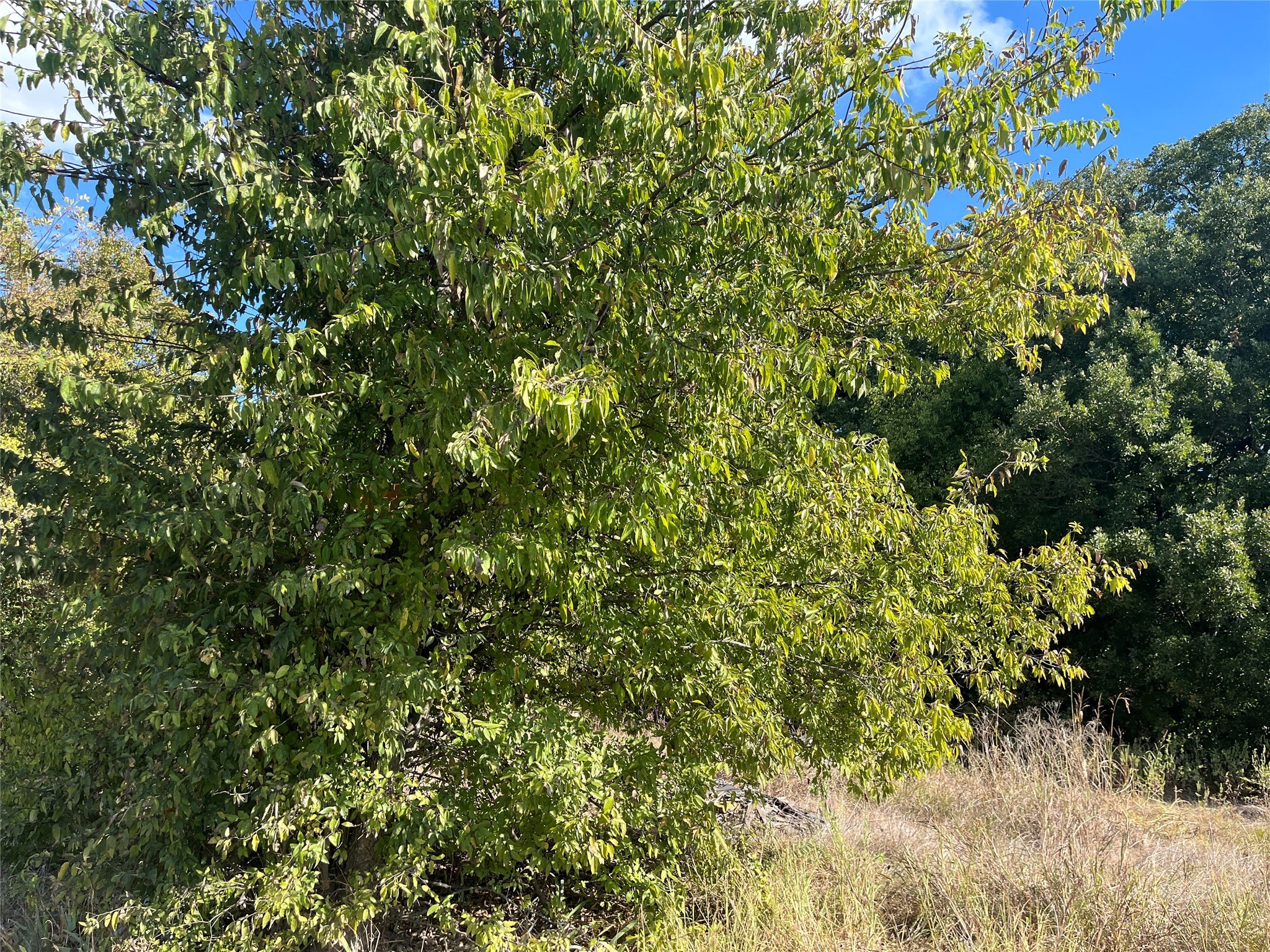 Property photo 04 of 00 Highway 69, Greenville, TX 75401 | MLS #21089901