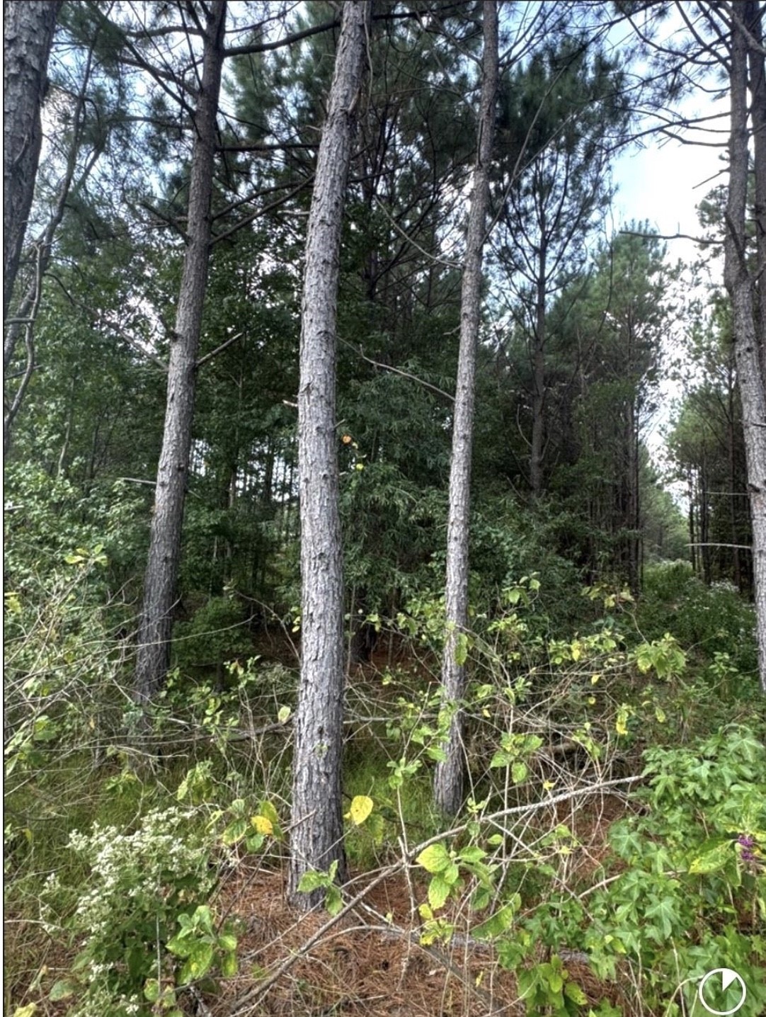 TBD County Road 1582, Avinger, TX, 75630