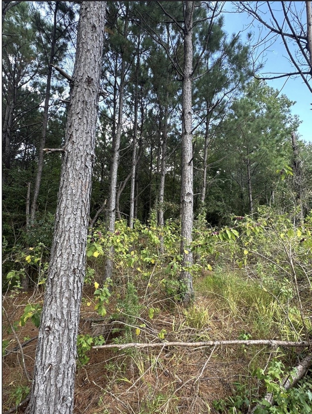 TBD County Road 1582, Avinger, TX, 75630