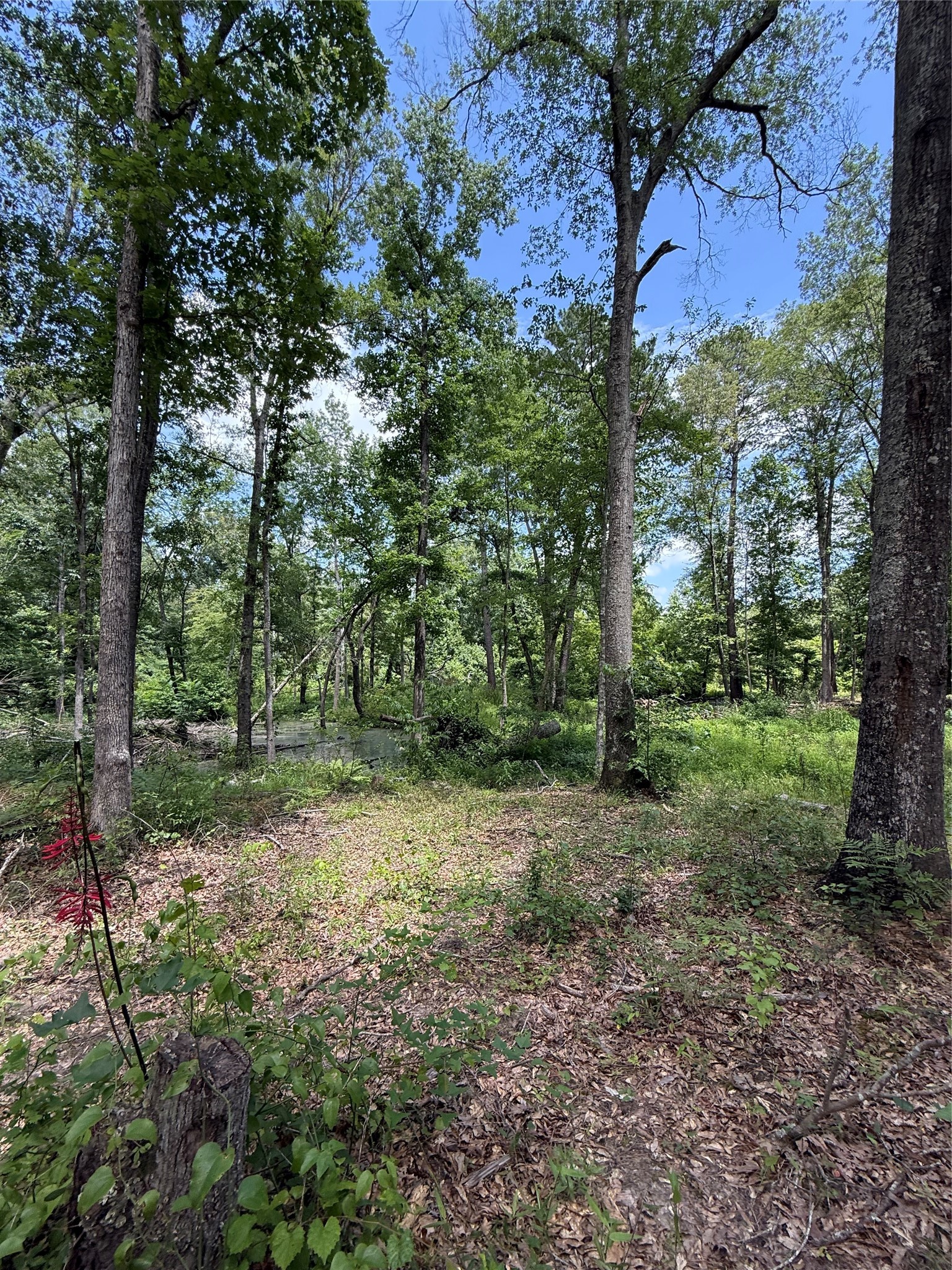 TBD Pr 1332, Elysian Fields, TX, 75642