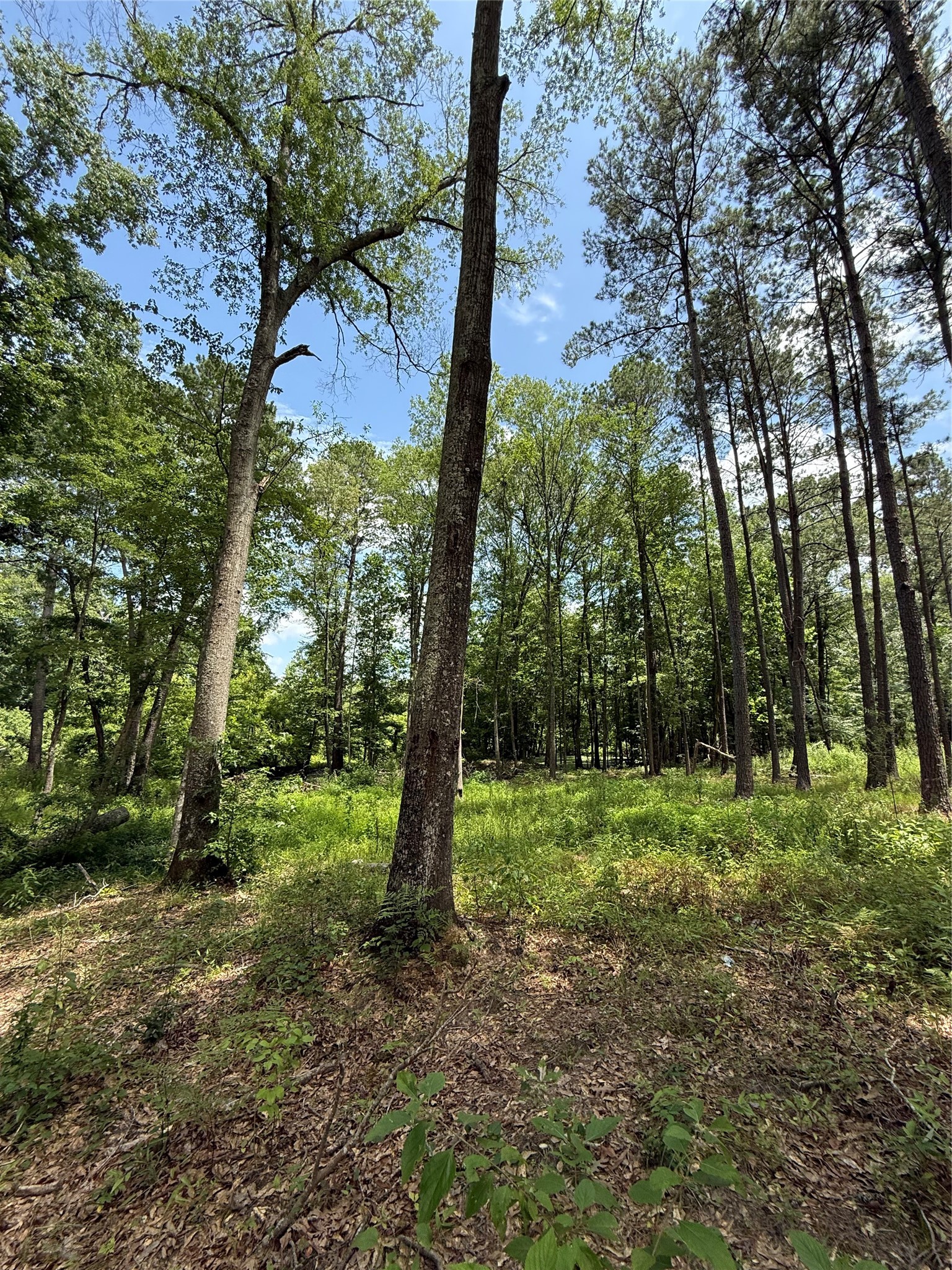 TBD Pr 1332, Elysian Fields, TX, 75642