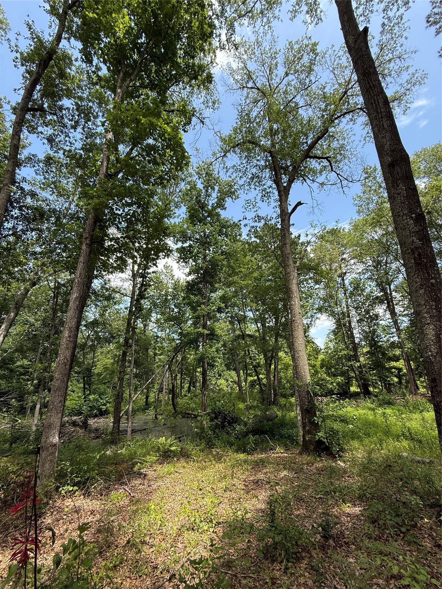 TBD Pr 1332, Elysian Fields, TX, 75642