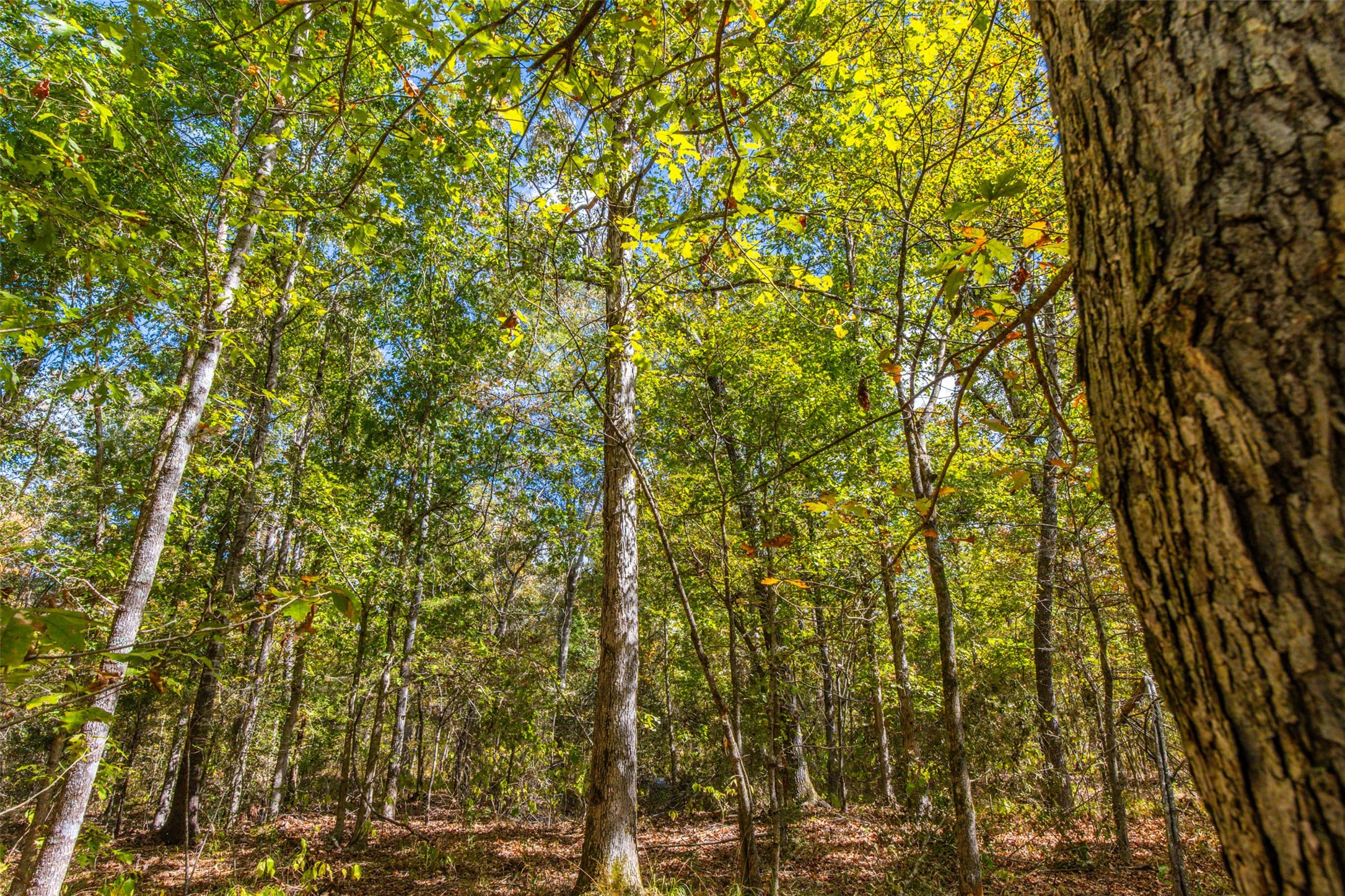 00 County Road 857, Nacogdoches, TX, 75964