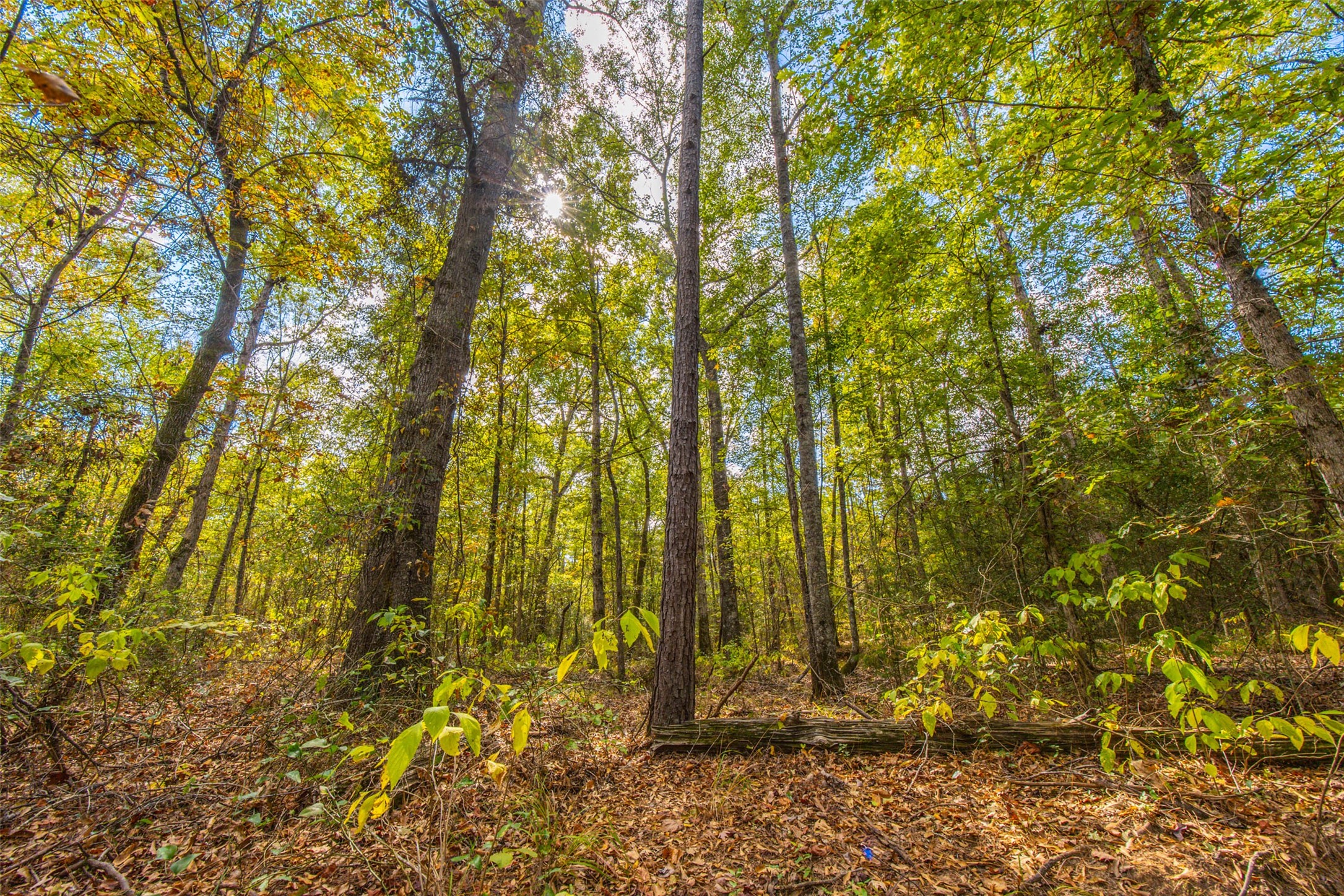 00 County Road 857, Nacogdoches, TX, 75964