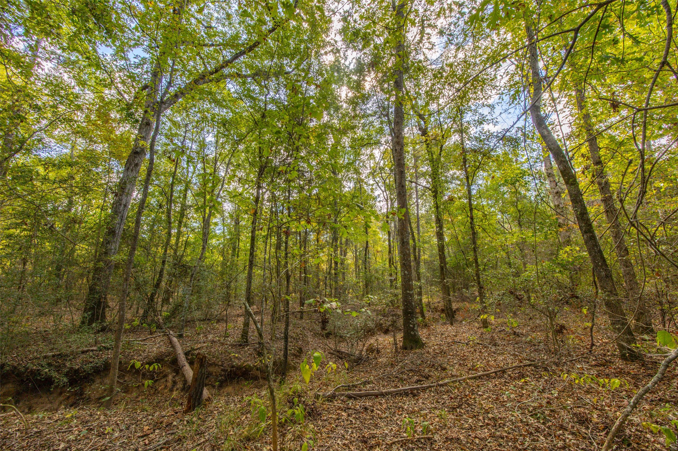 00 County Road 857, Nacogdoches, TX, 75964
