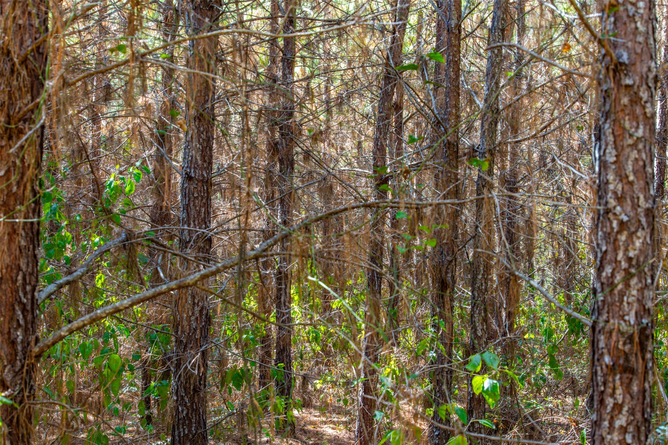 00 County Road 857, Nacogdoches, TX, 75964