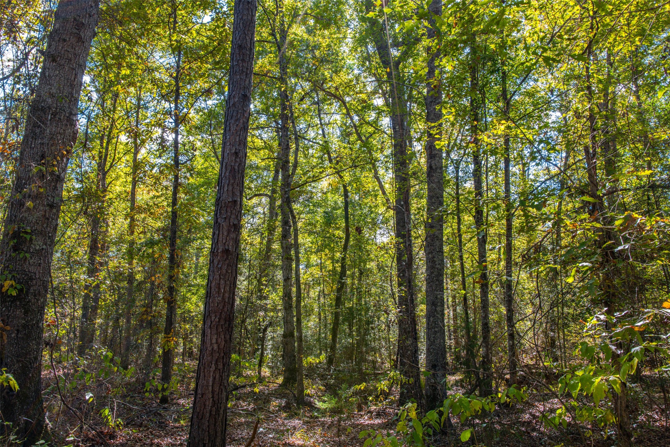 00 County Road 857, Nacogdoches, TX, 75964