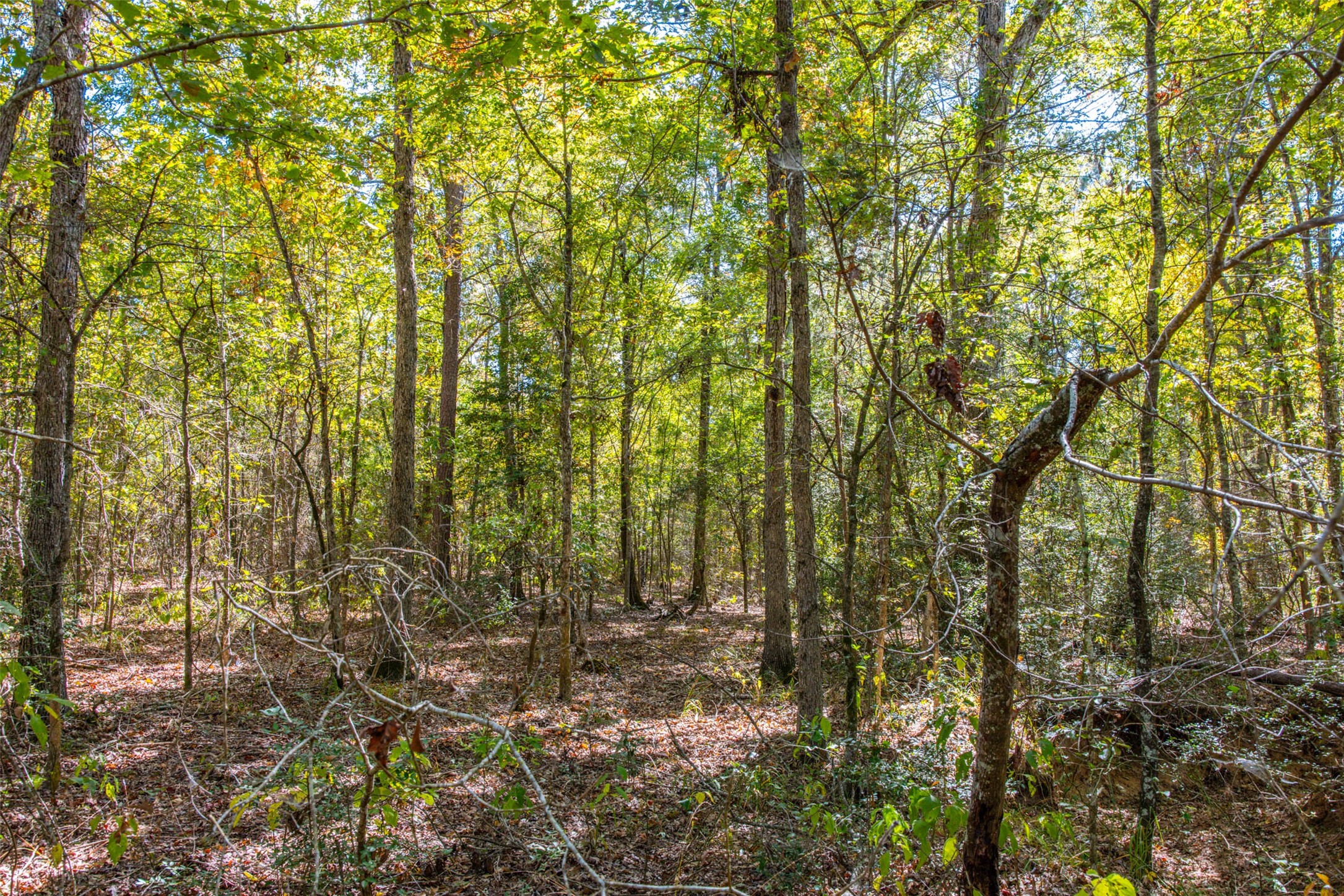 00 County Road 857, Nacogdoches, TX, 75964
