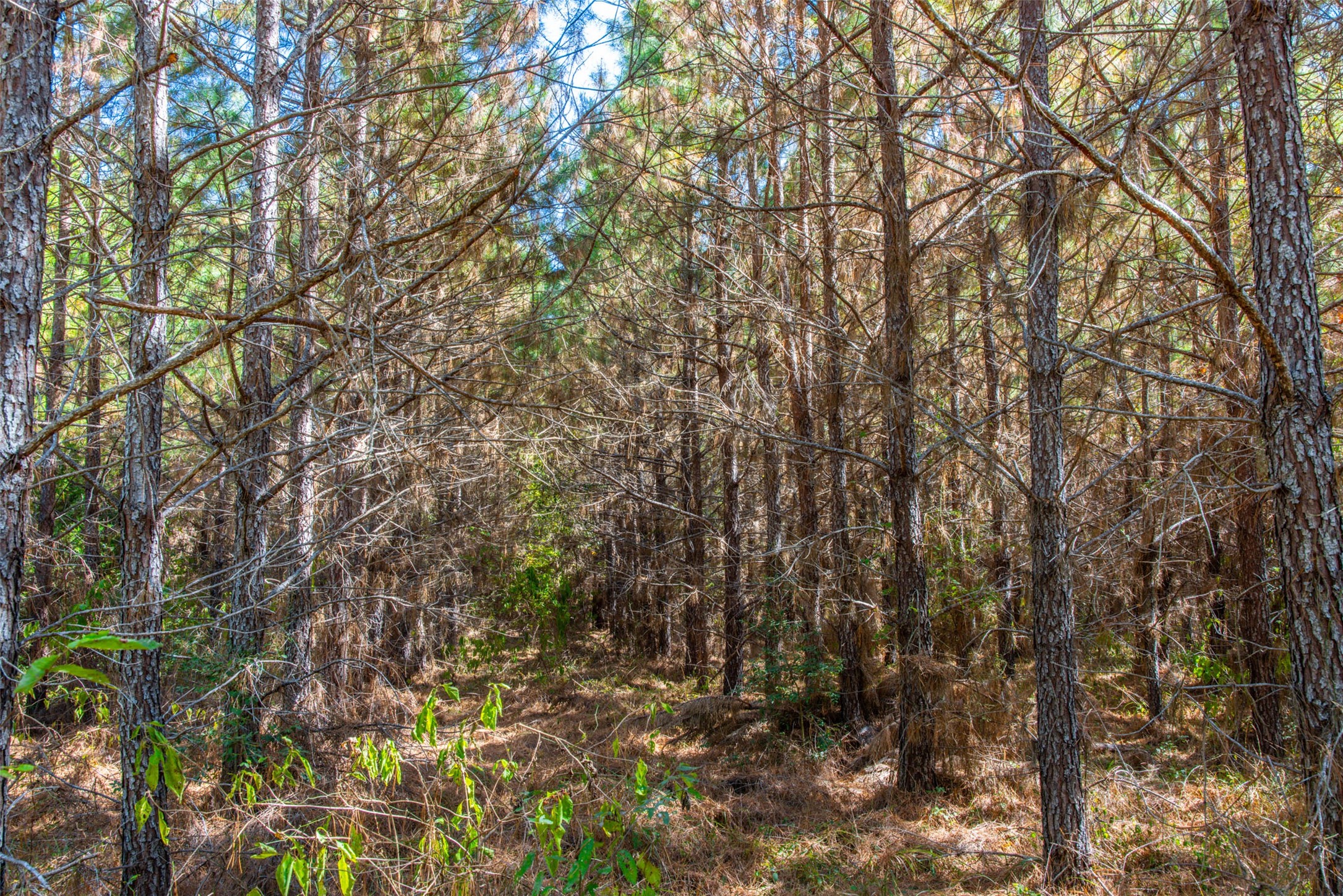 00 County Road 857, Nacogdoches, TX, 75964