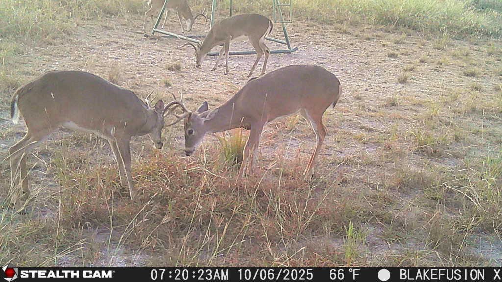 3270 Fm-573, Comanche, TX, 76442
