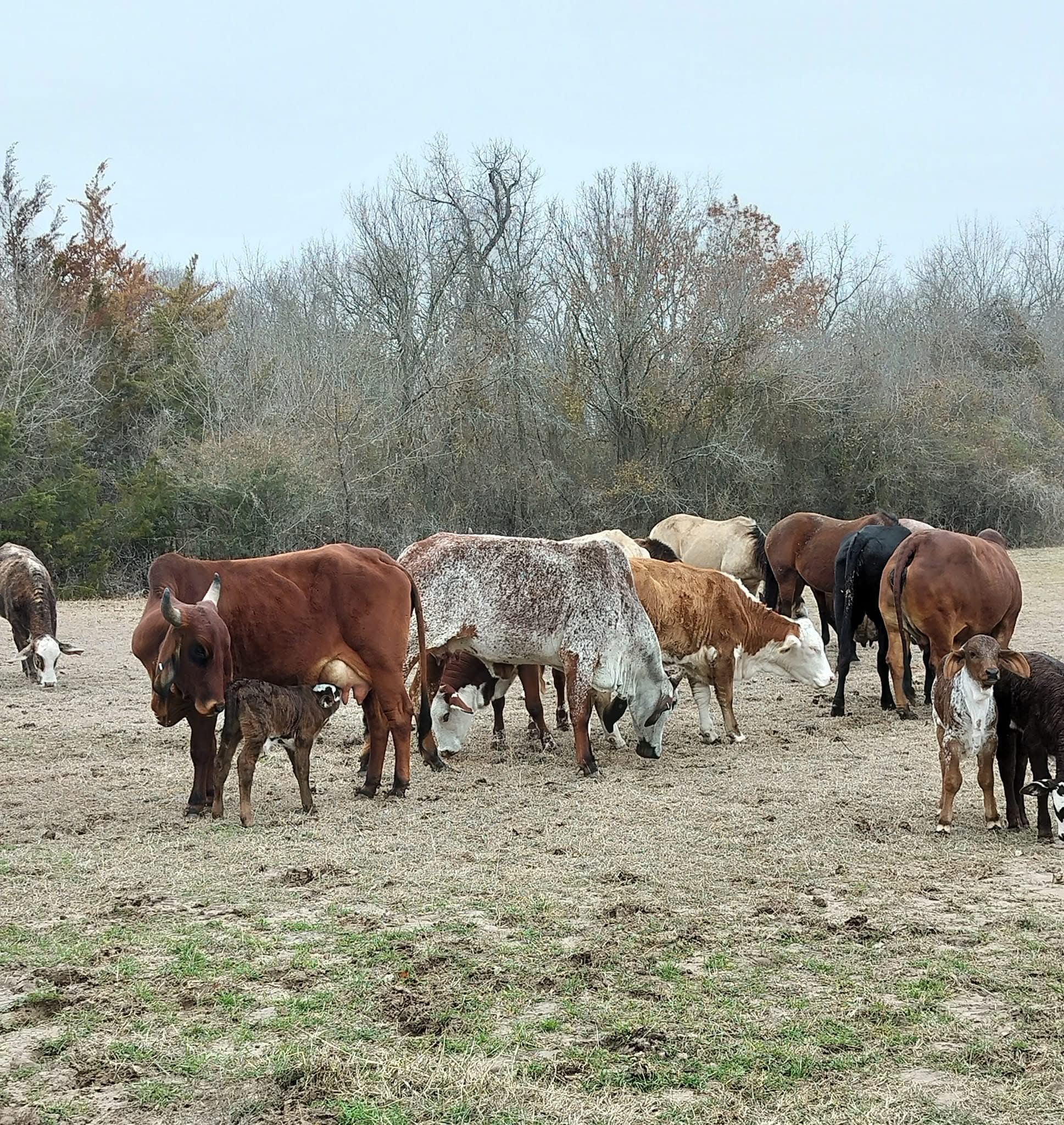 TBD UNIT&nbsp;16 out of 13345 Briar Road, Azle, TX, 76020