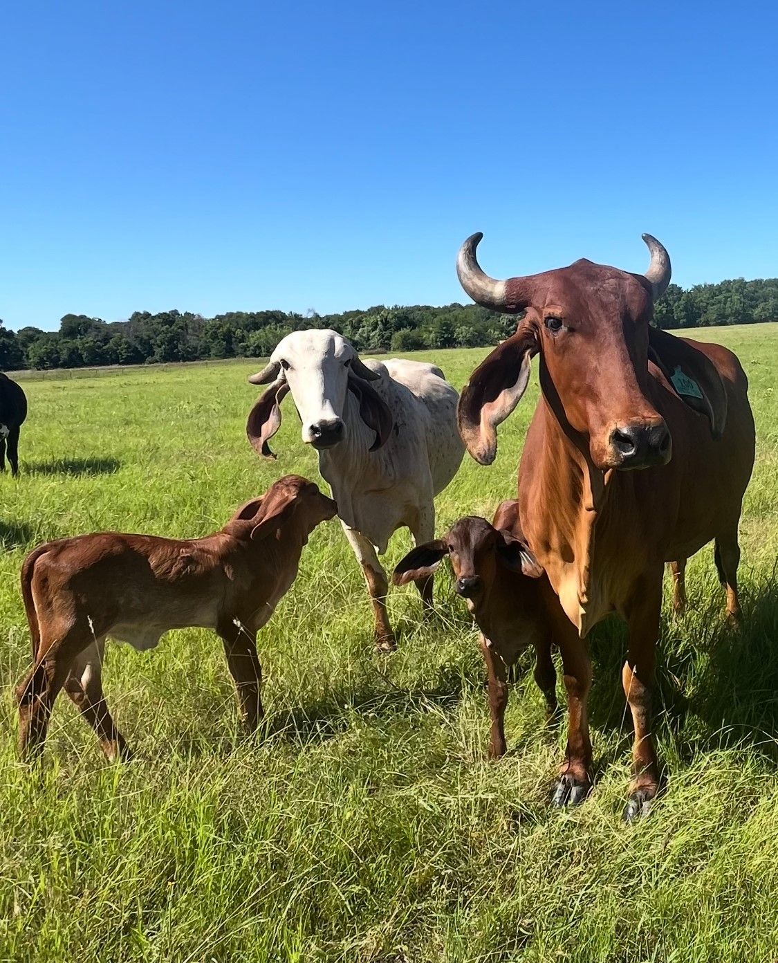 TBD UNIT&nbsp;16 out of 13345 Briar Road, Azle, TX, 76020