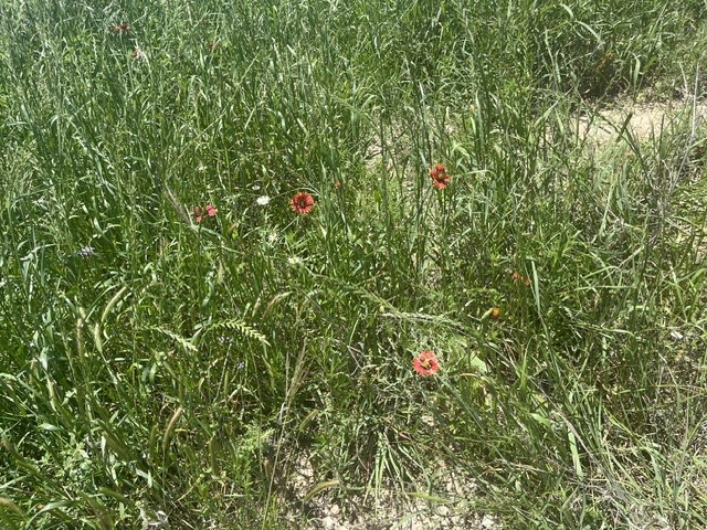TBD CR 333, Blanket, TX, 76432