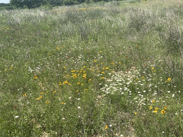 TBD CR 333, Blanket, TX, 76432
