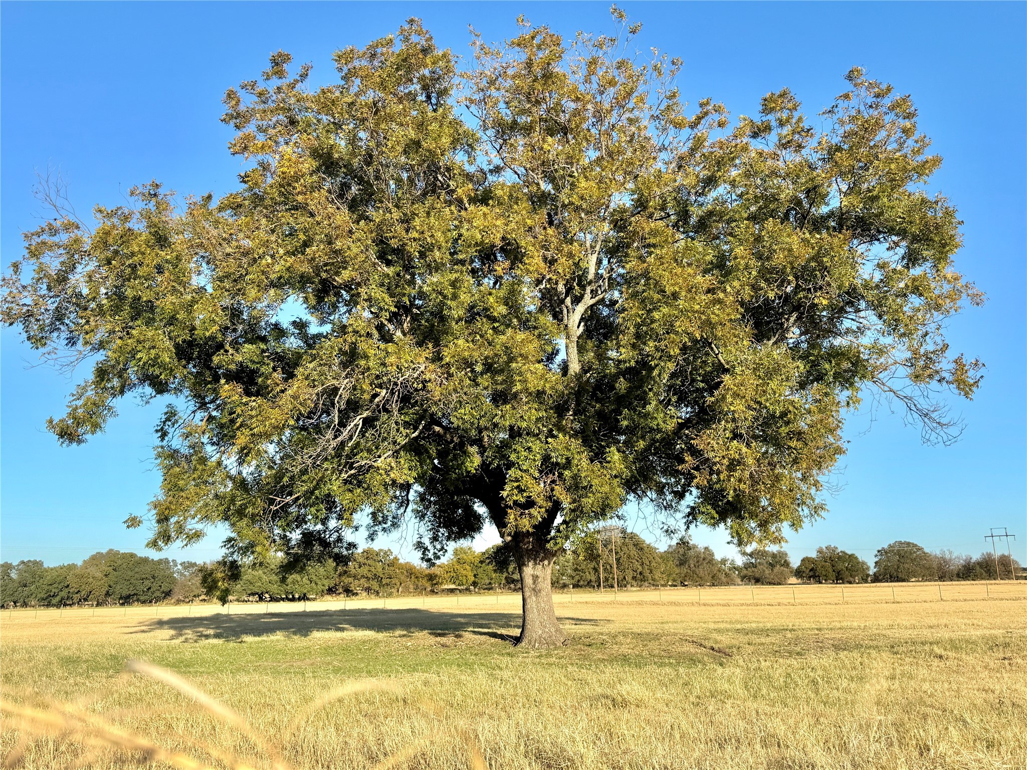 14114 Howard Lake Court, Lipan, TX, 76462