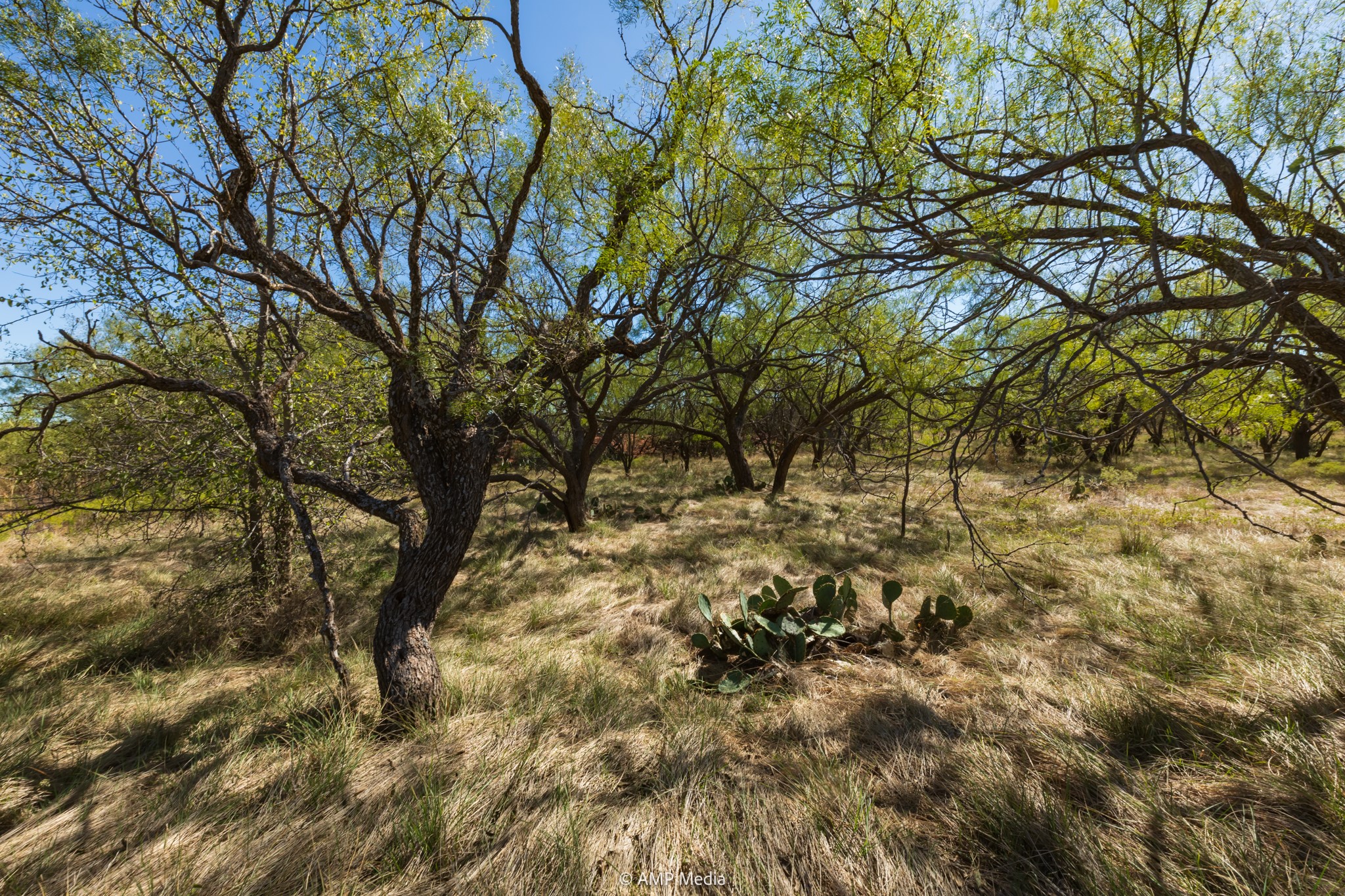 TBD US Hwy 83 N, Ovalo, TX, 79541