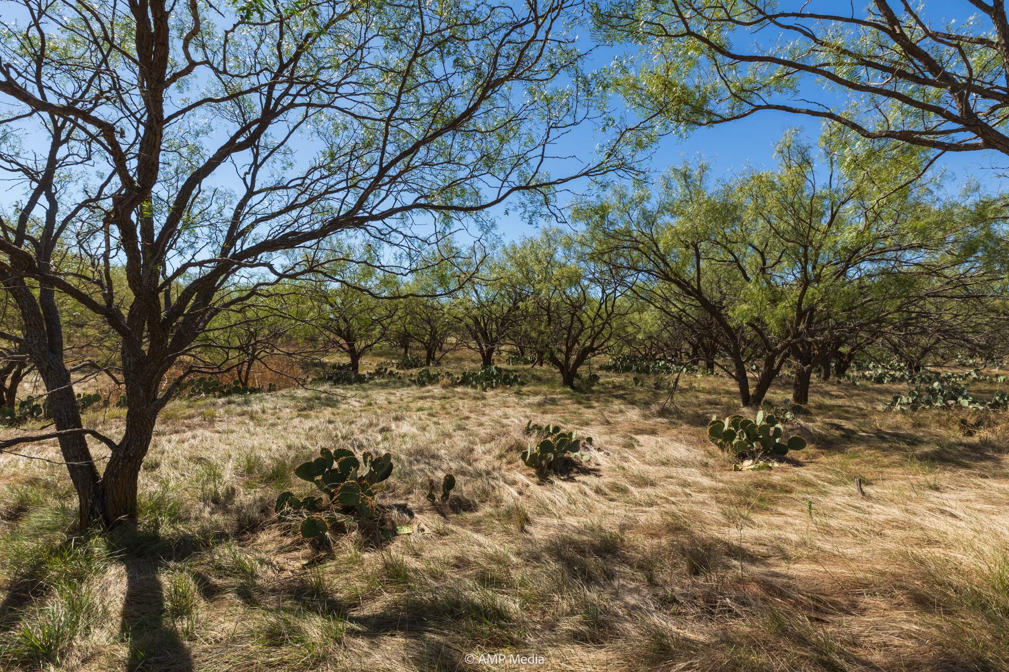 TBD US Hwy 83 N, Ovalo, TX, 79541