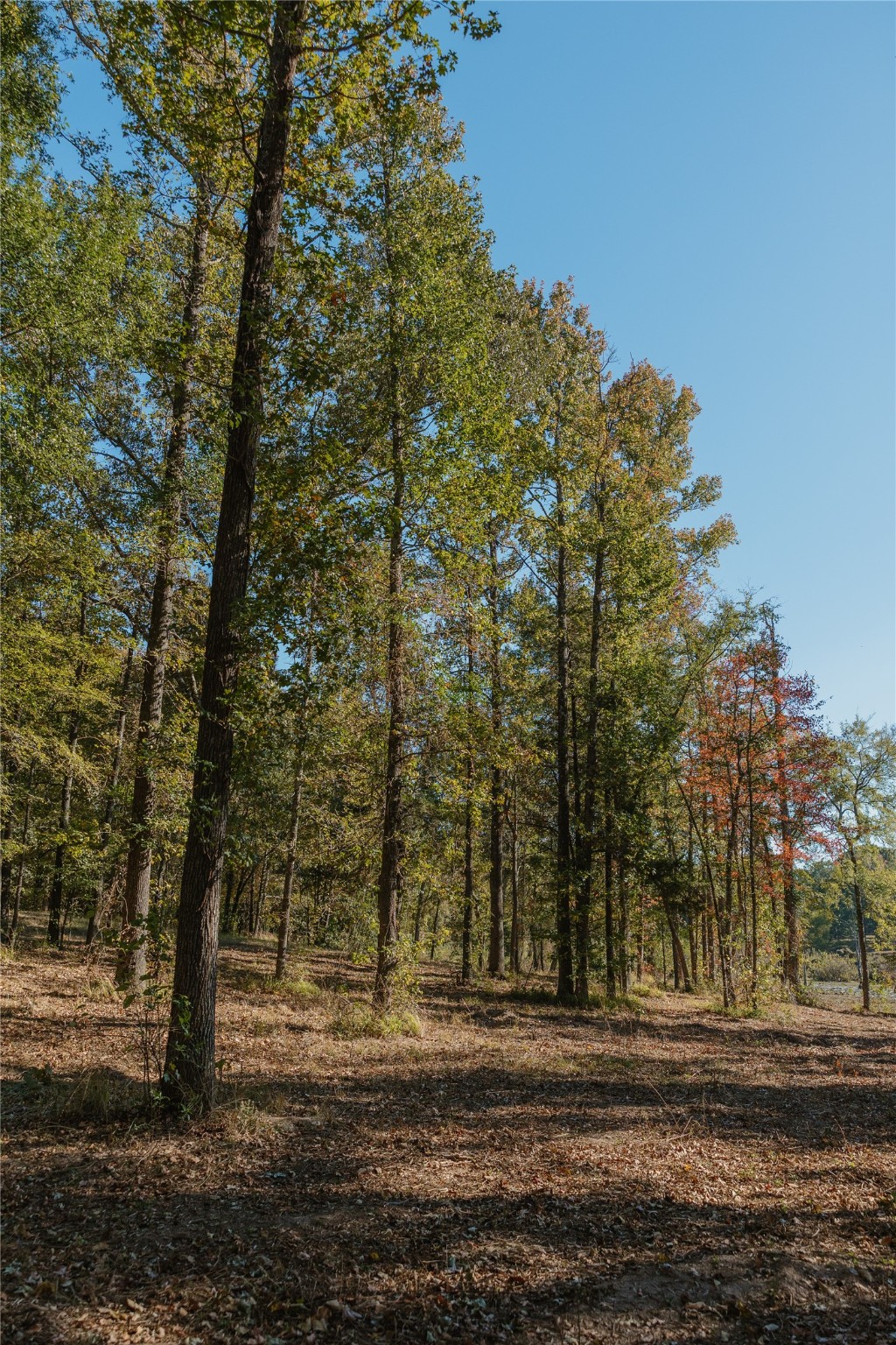 Property photo 03 of Lot 16 Private Road 5948, Yantis, TX 75497 | MLS #21114734