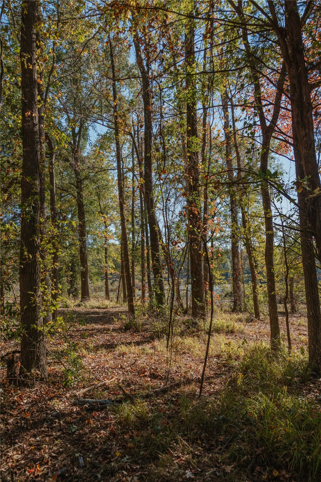 Property photo 04 of Lot 16 Private Road 5948, Yantis, TX 75497 | MLS #21114734