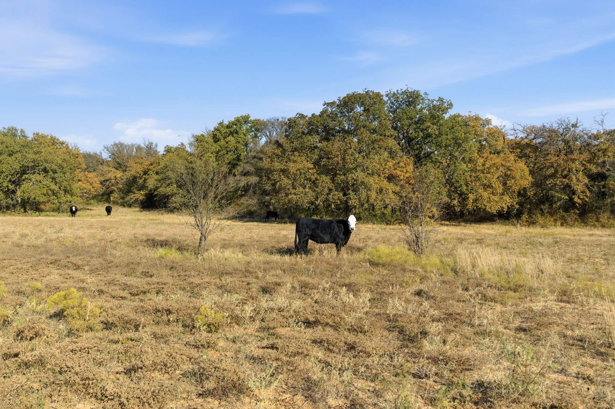 11051 Brock Highway, Lipan, TX, 76462