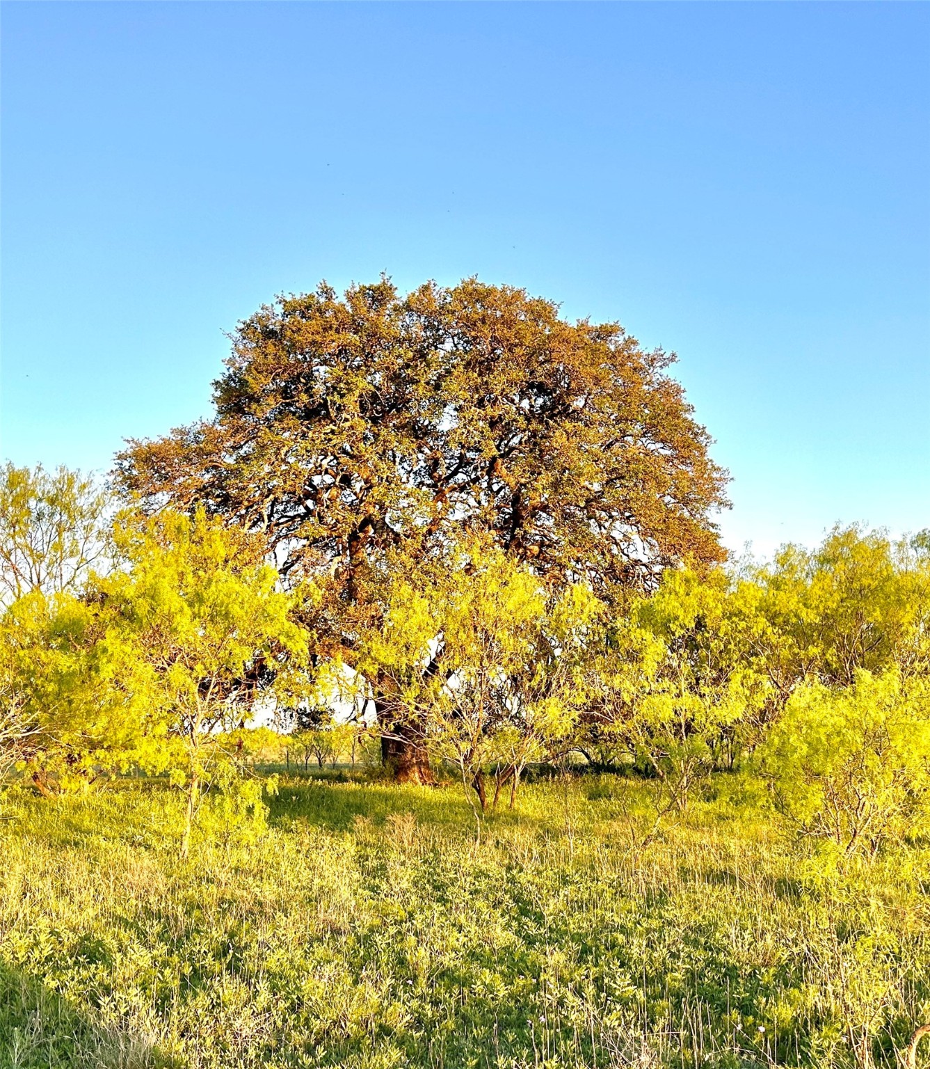1868 W Hwy 84, Mullin, TX, 76864