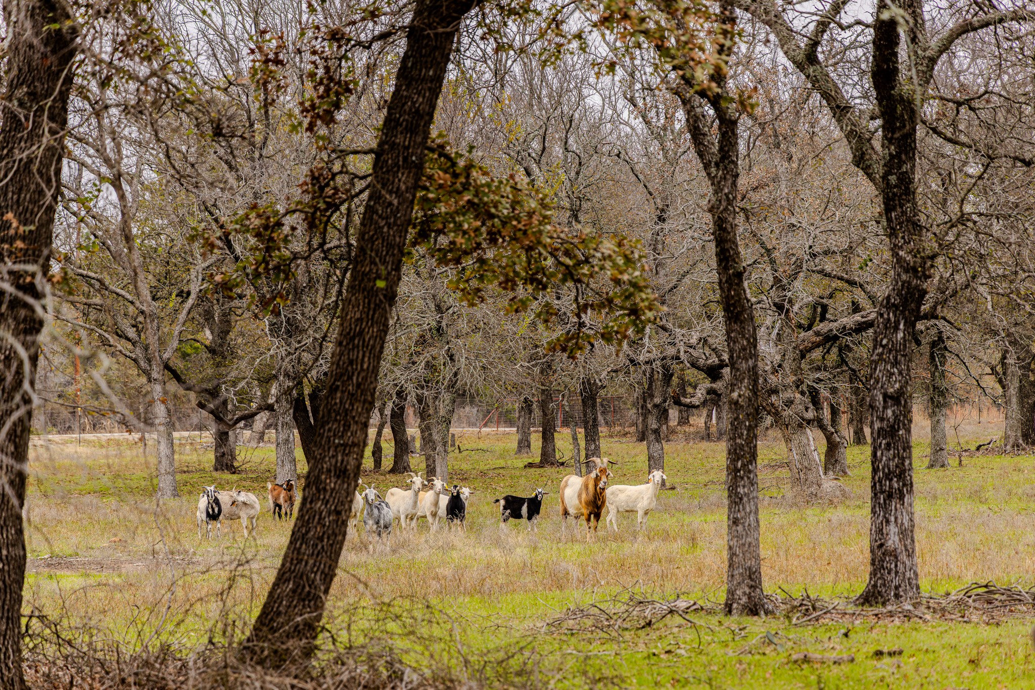 2946 FM 52, Graford, TX, 76449