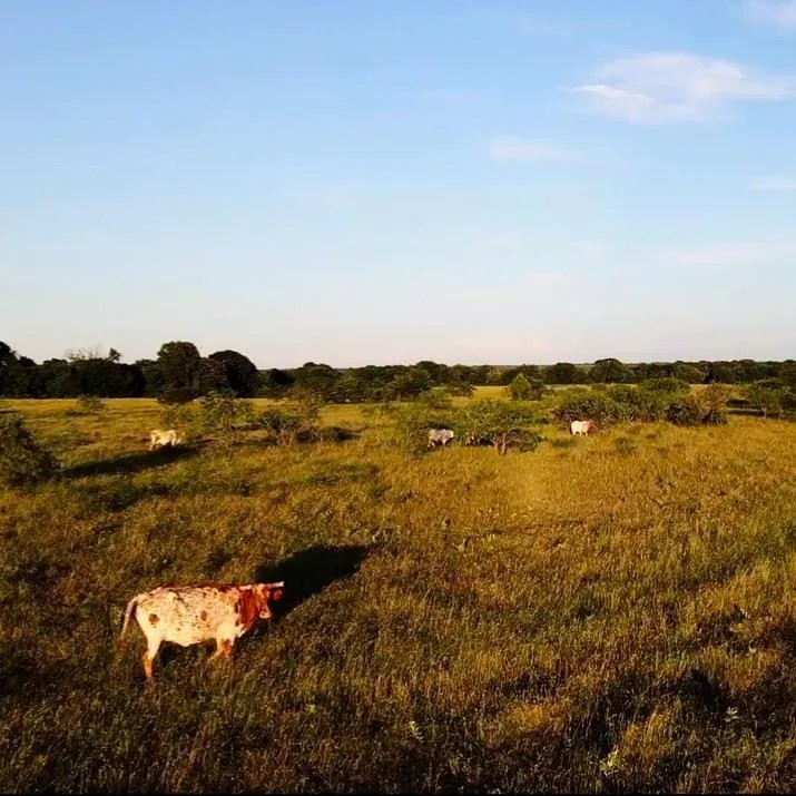 TBD SW  CR 2250, Dawson, TX, 76639