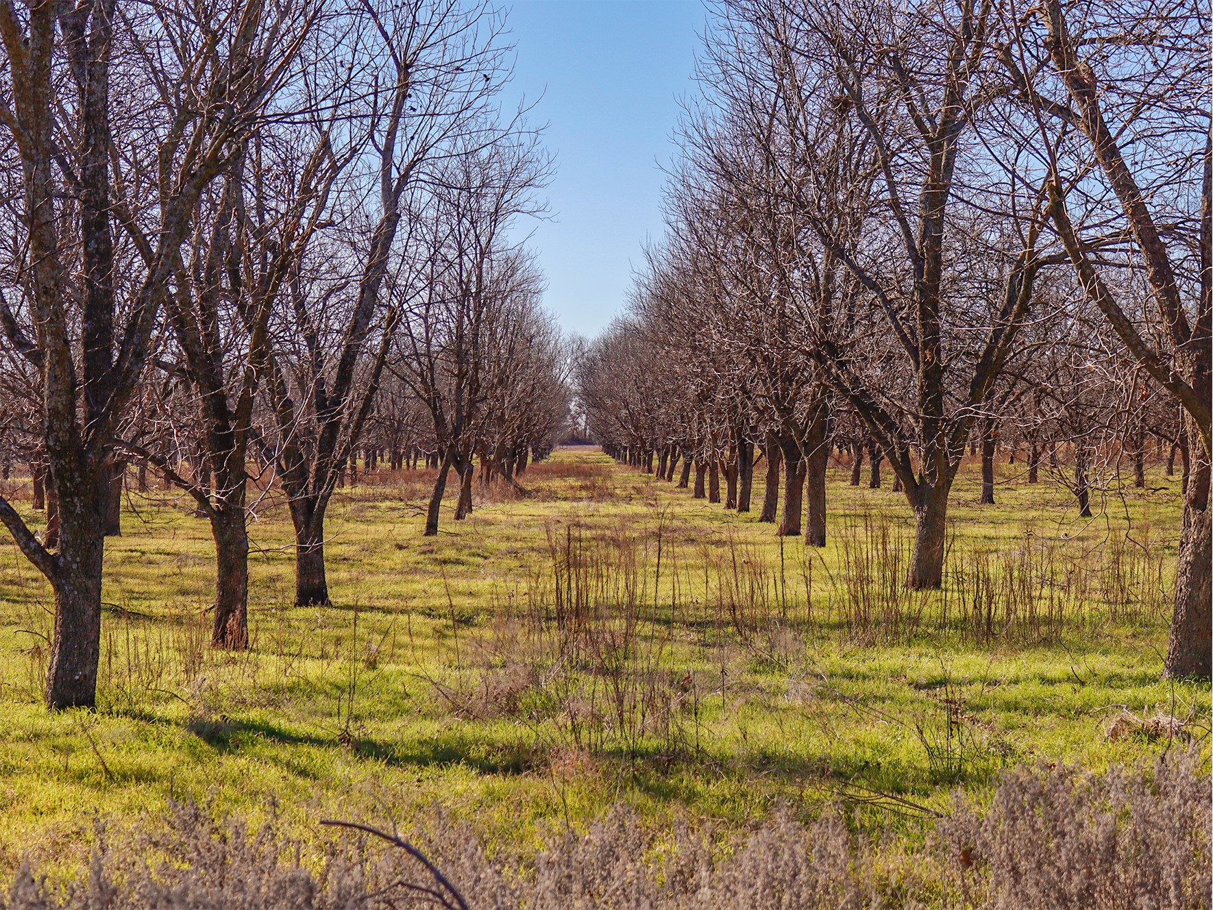 Lot 19 County Road 446, De Leon, TX, 76444