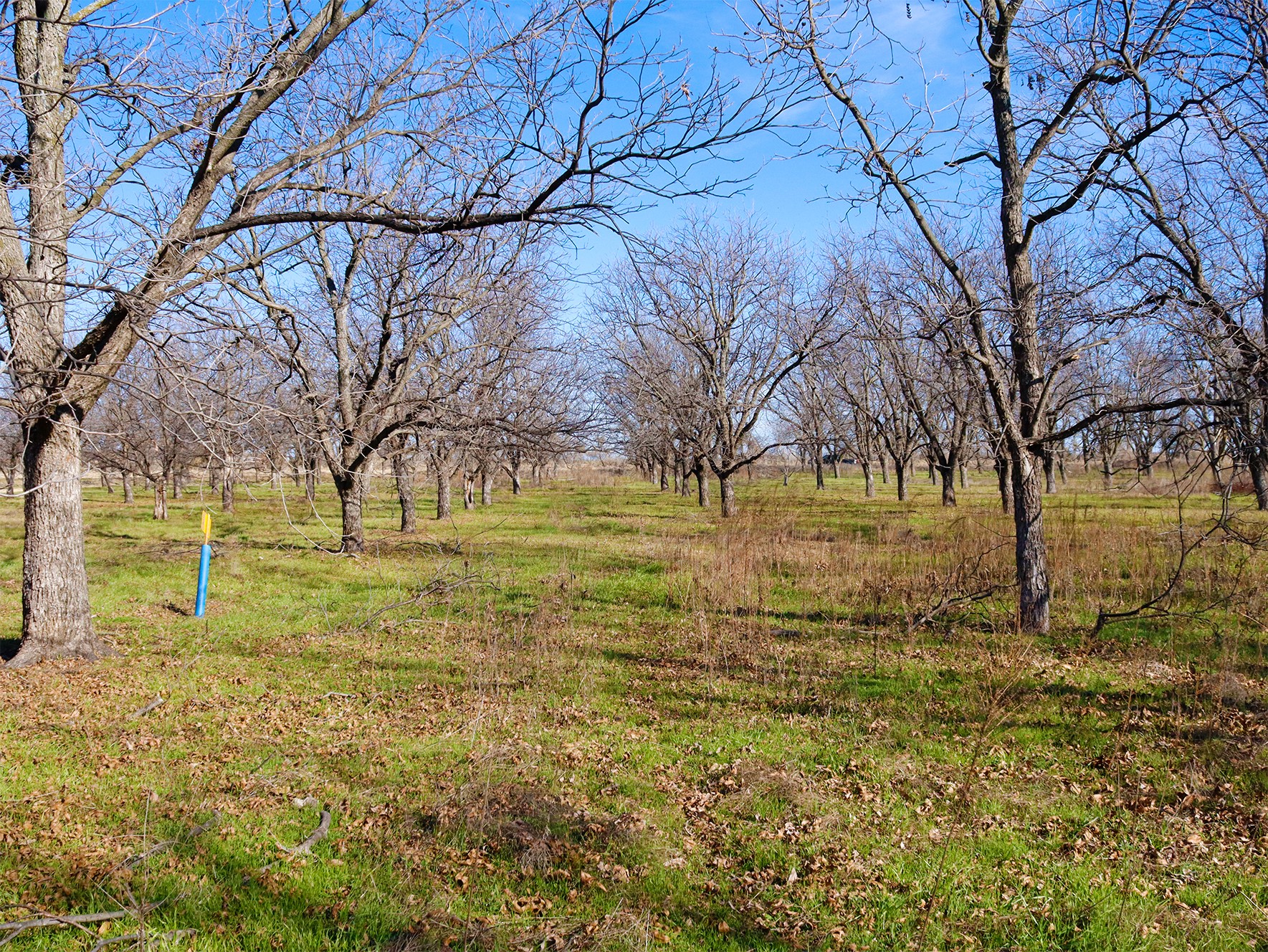 Lot 19 County Road 446, De Leon, TX, 76444