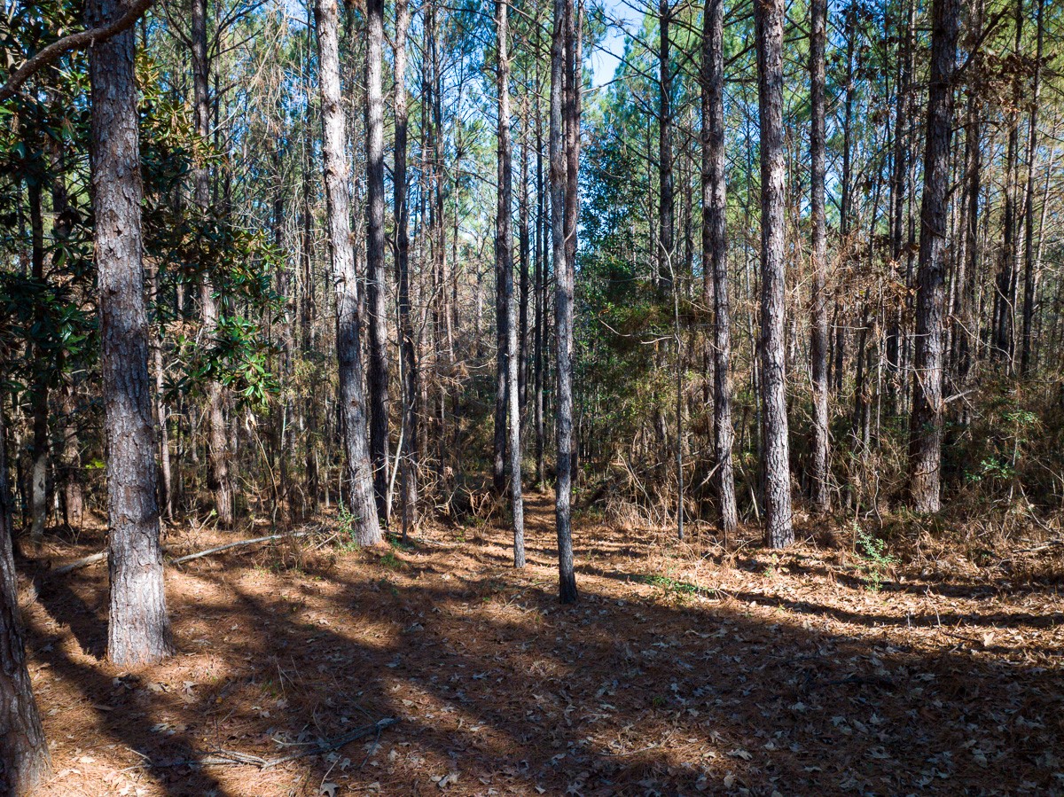 3320 Farm to Market 3065, Colmesneil, TX, 75938