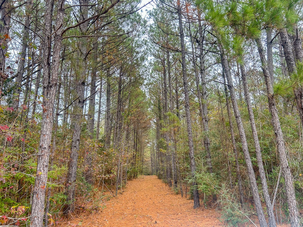 3320 Farm to Market 3065, Colmesneil, TX, 75938