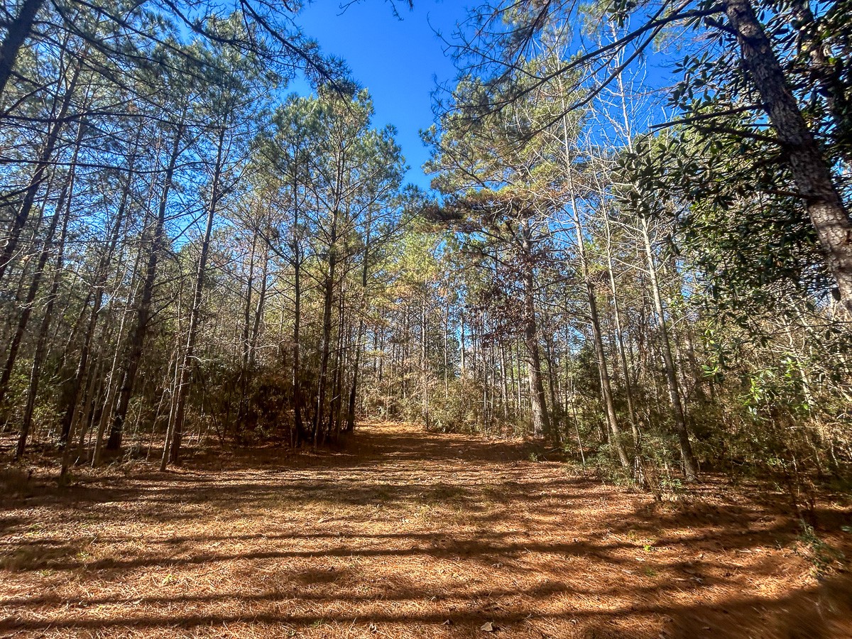3320 Farm to Market 3065, Colmesneil, TX, 75938