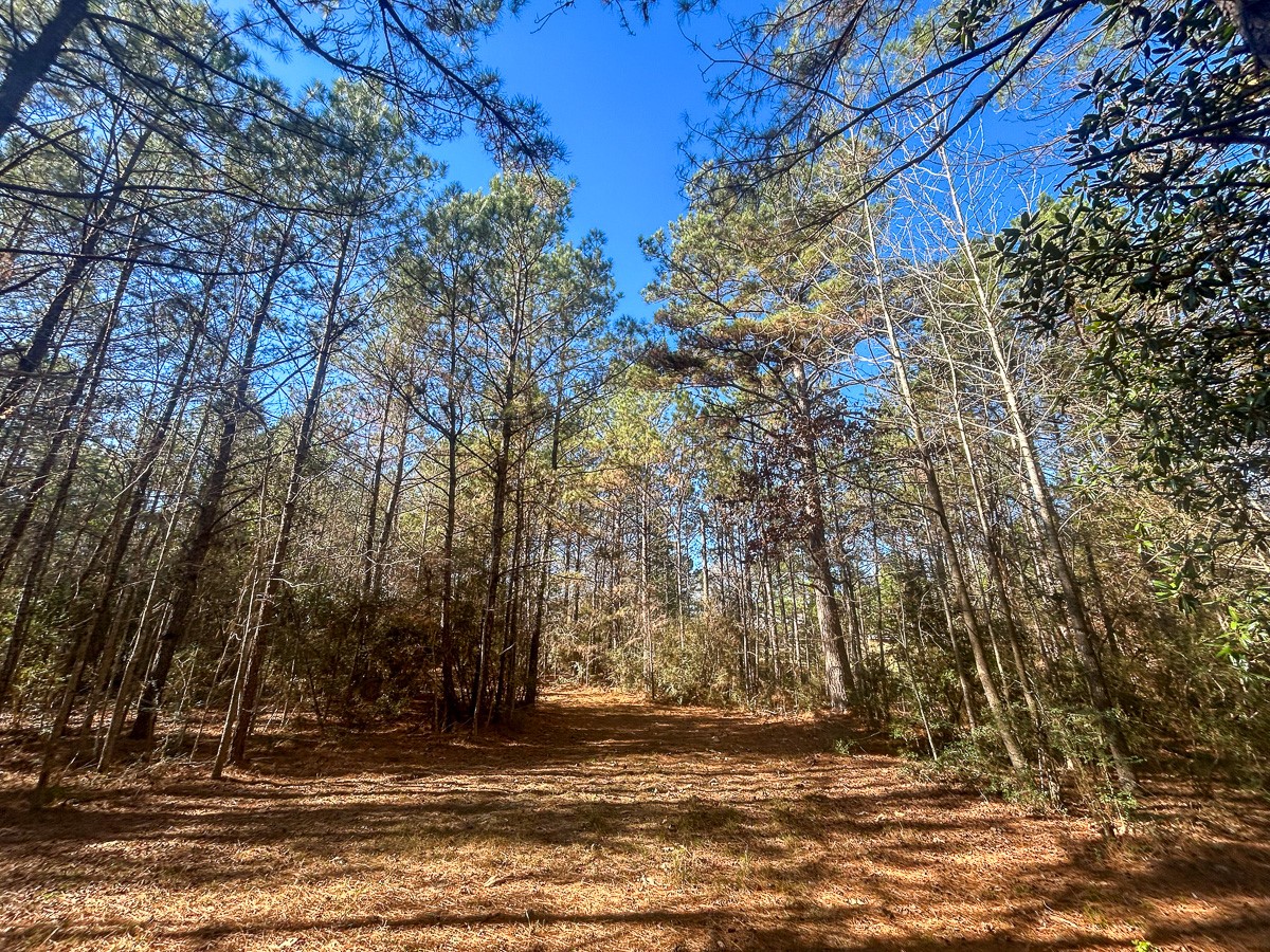 3320 Farm to Market 3065, Colmesneil, TX, 75938