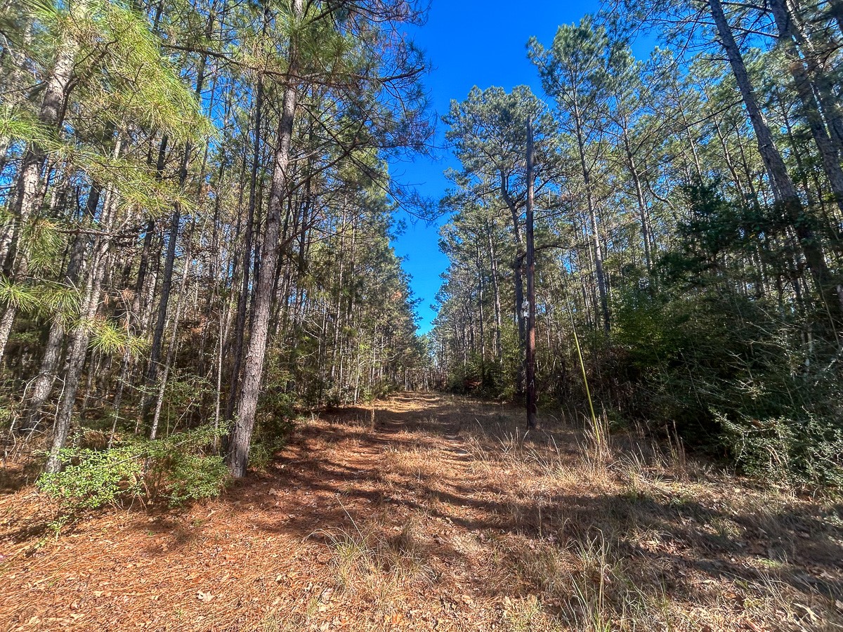 3320 Farm to Market 3065, Colmesneil, TX, 75938