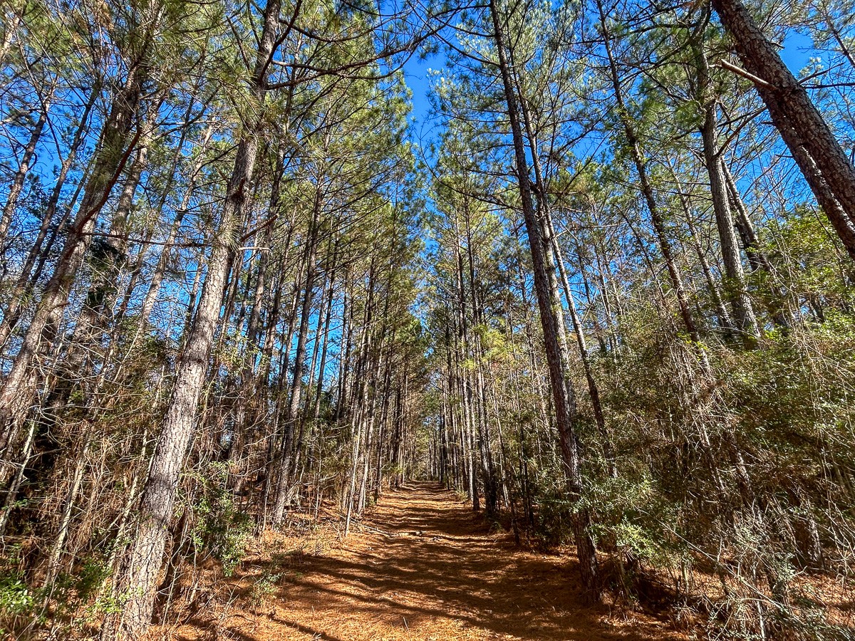 3320 Farm to Market 3065, Colmesneil, TX, 75938