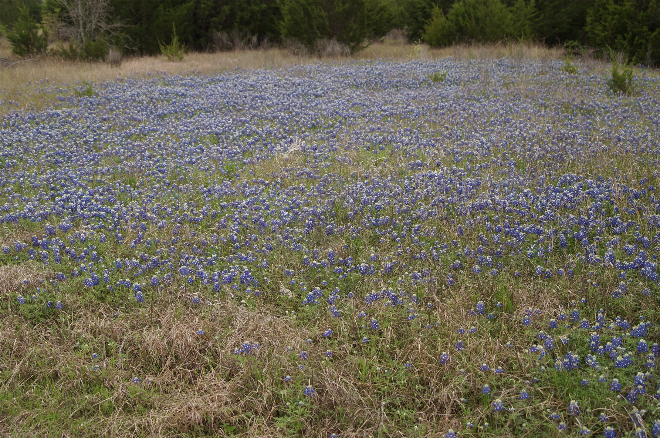 1198 S Clark Road, Cedar Hill, TX, 75104