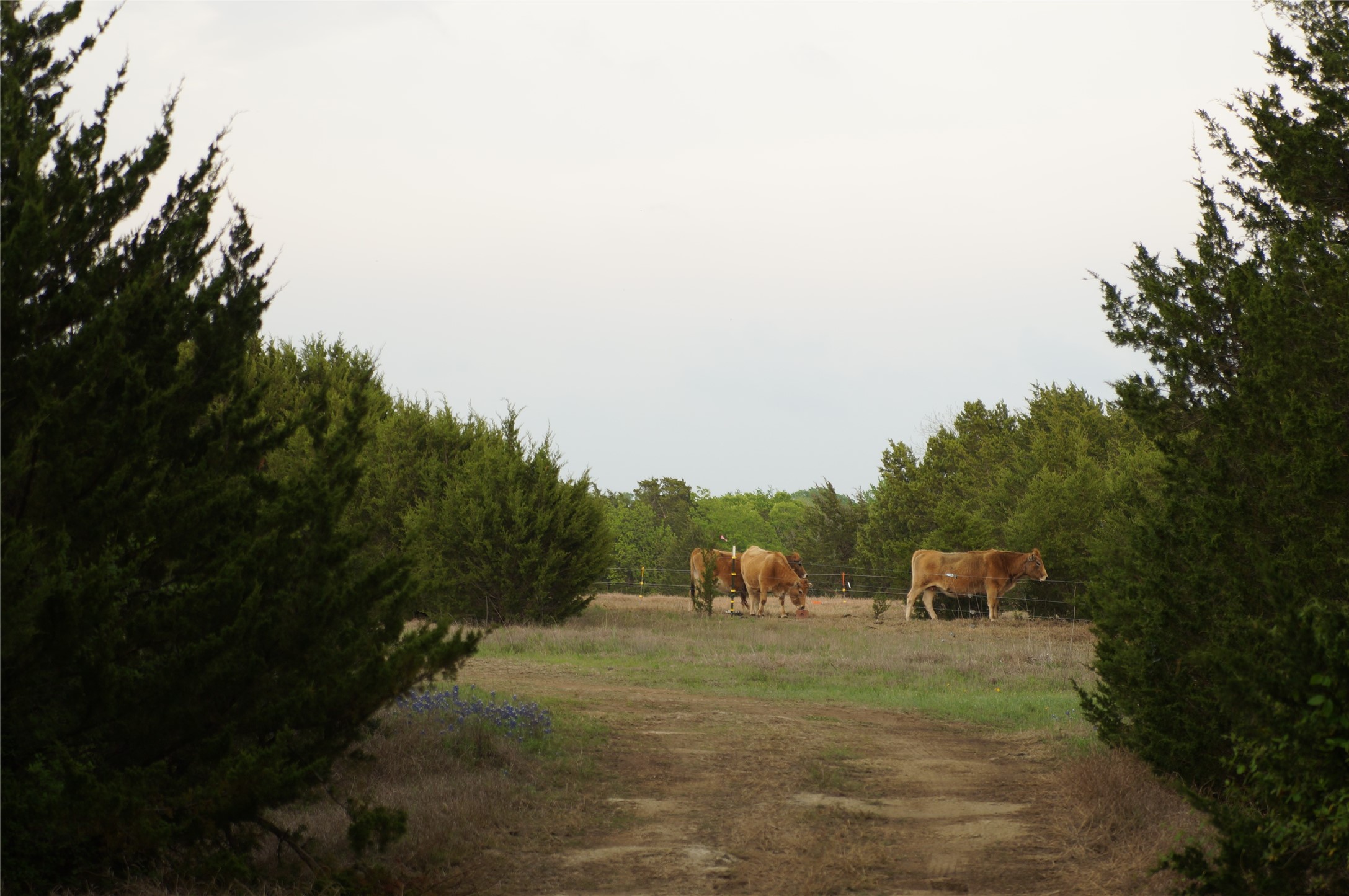 1198 S Clark Road, Cedar Hill, TX, 75104