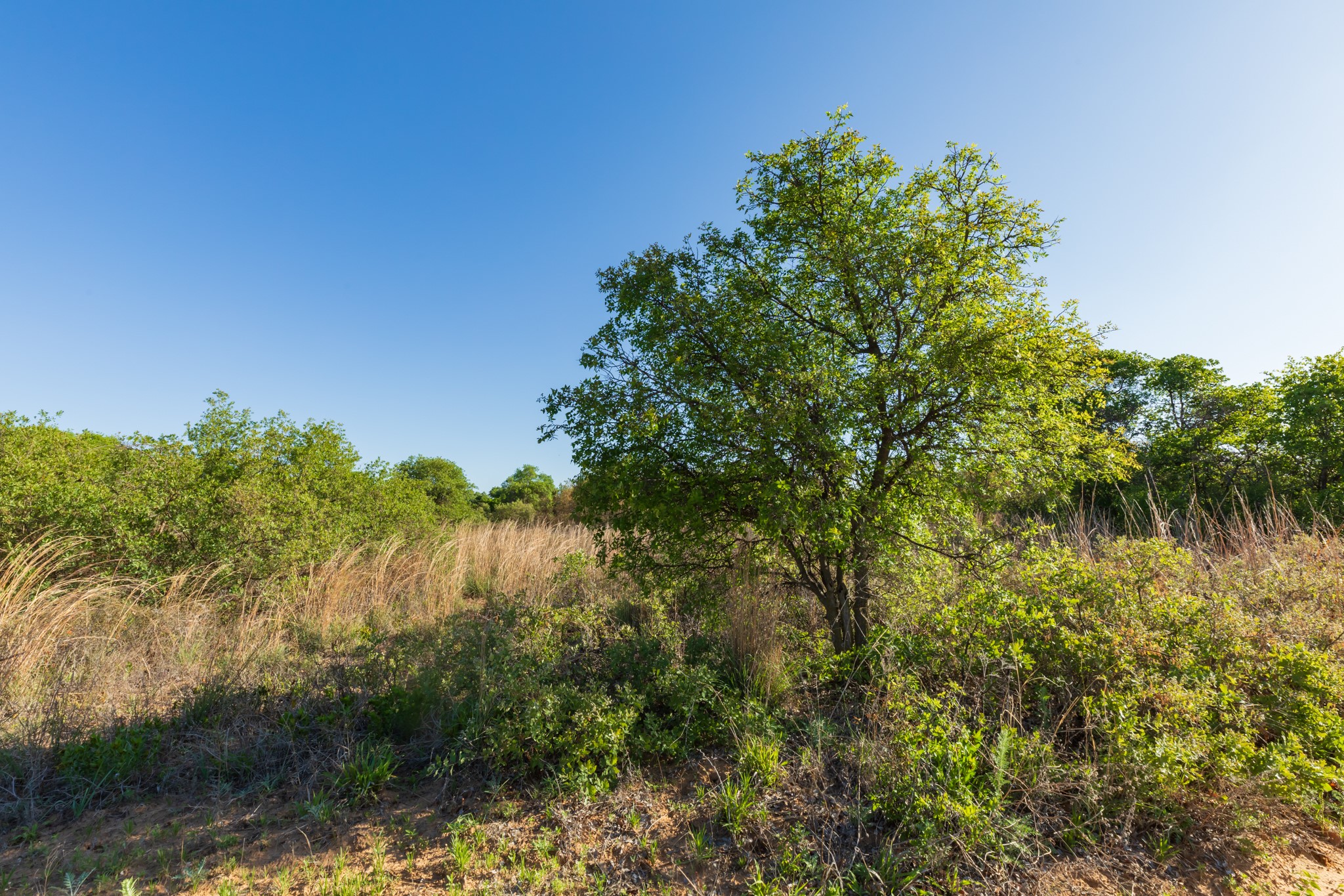 TBD Private Road 705, Anson, TX, 79501