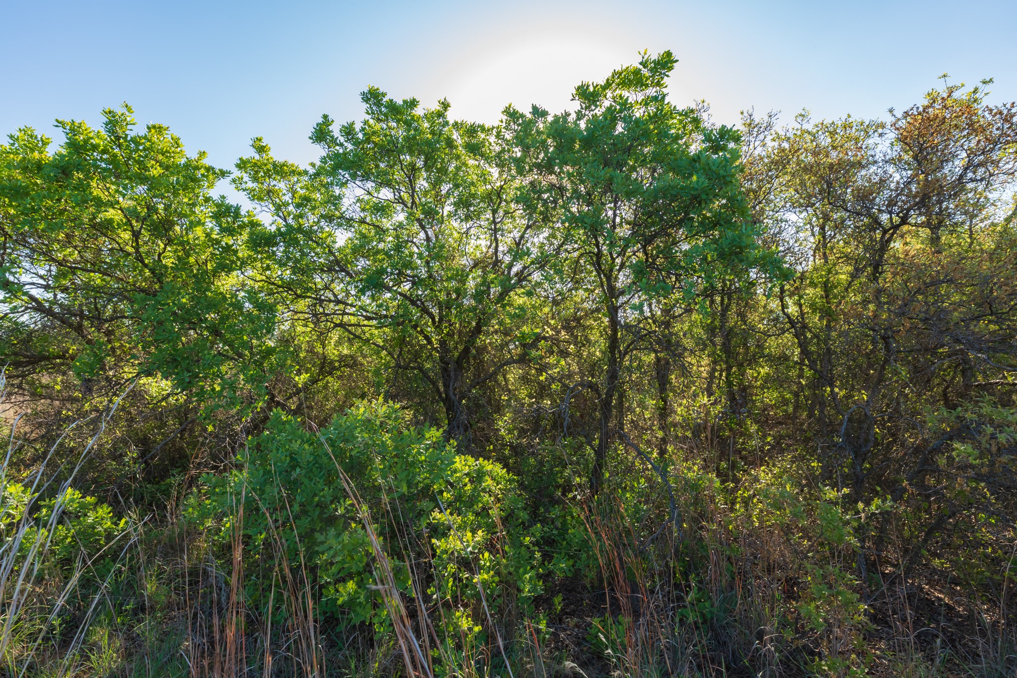 TBD Private Road 705, Anson, TX, 79501